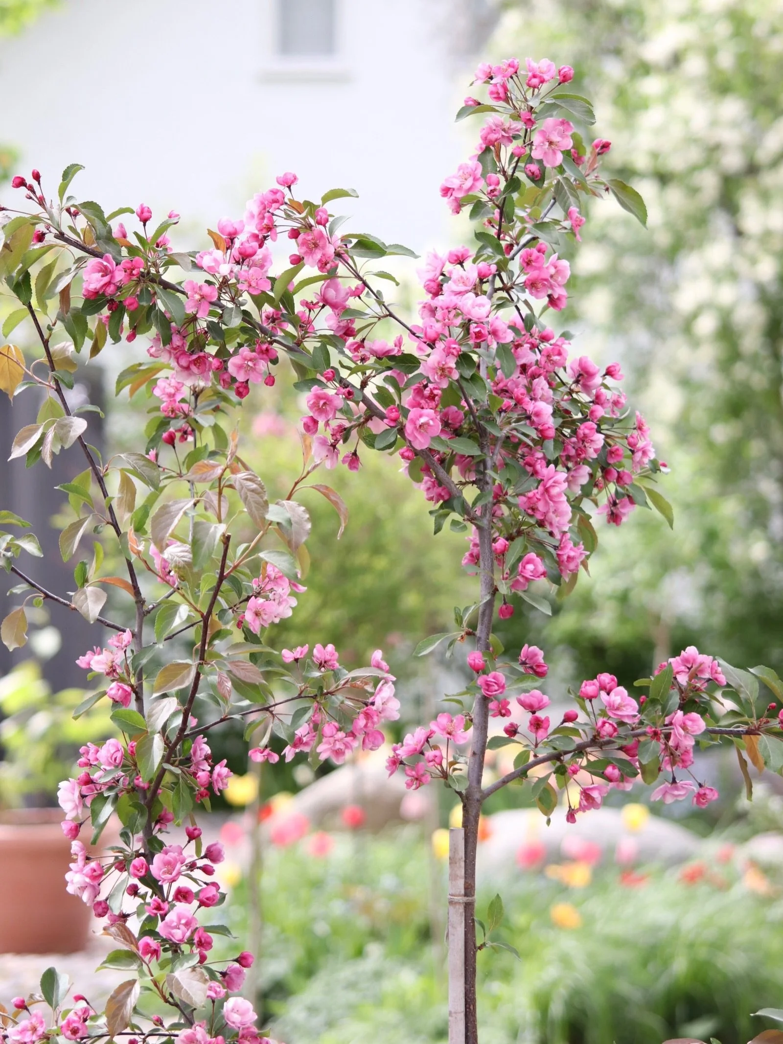 Purppuraomenapuu Aamurusko oli yksi haave omalle pihalle 🌸 En muista n&auml;hneeni miss&auml;&auml;n liven&auml;, mutta kuvailut sirosta, kirsikkapuumaisesta lajikkeesta kuulosti ihanalle, lis&auml;ksi viel&auml; puolikerrannaiset vaaleanpunaiset ku