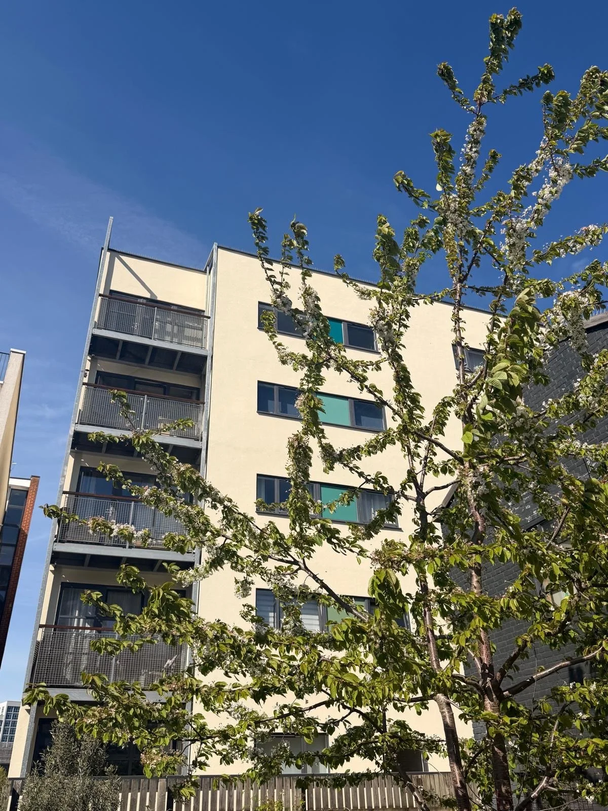A modern multi-story apartment building with balconies, partially obscured by a flowering tree with green leaves and white blossoms, under a clear blue sky.