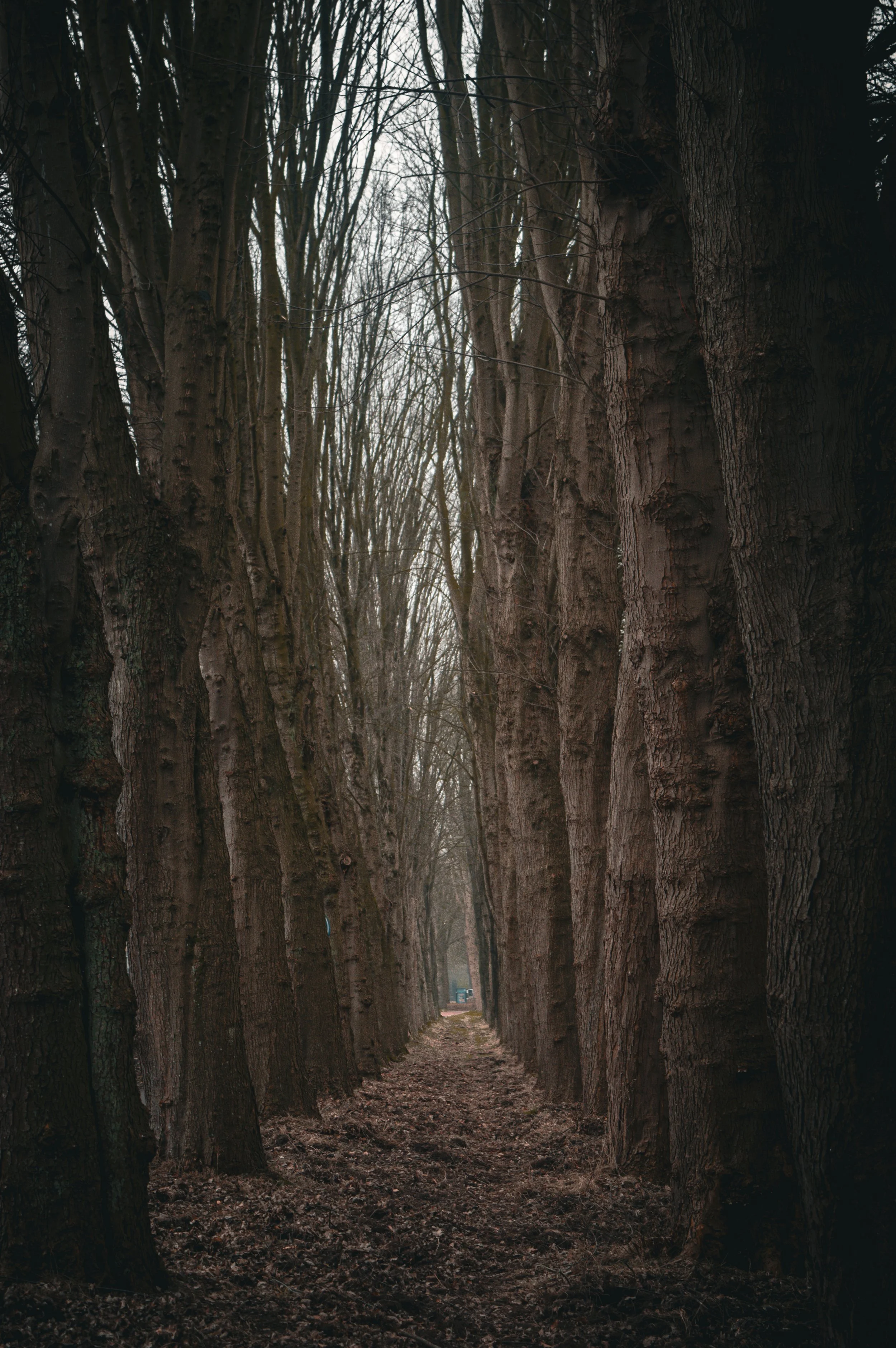 A narrow dirt path lined with tall, leafless trees on both sides in a forest.