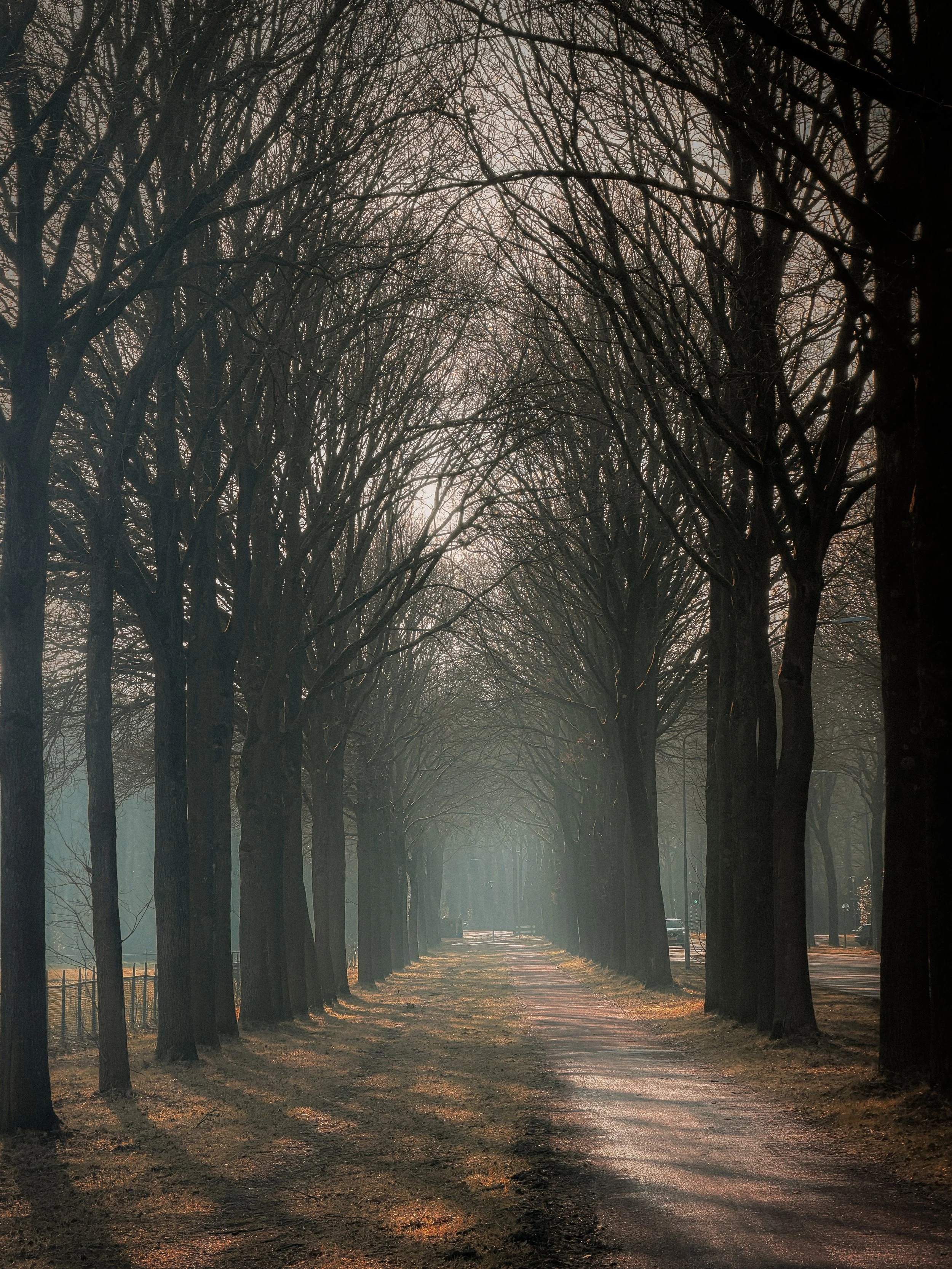 A tree-lined pathway during dusk with bare trees arching over the path. The scene is softly illuminated with gentle light filtering through the branches, casting shadows on the ground.