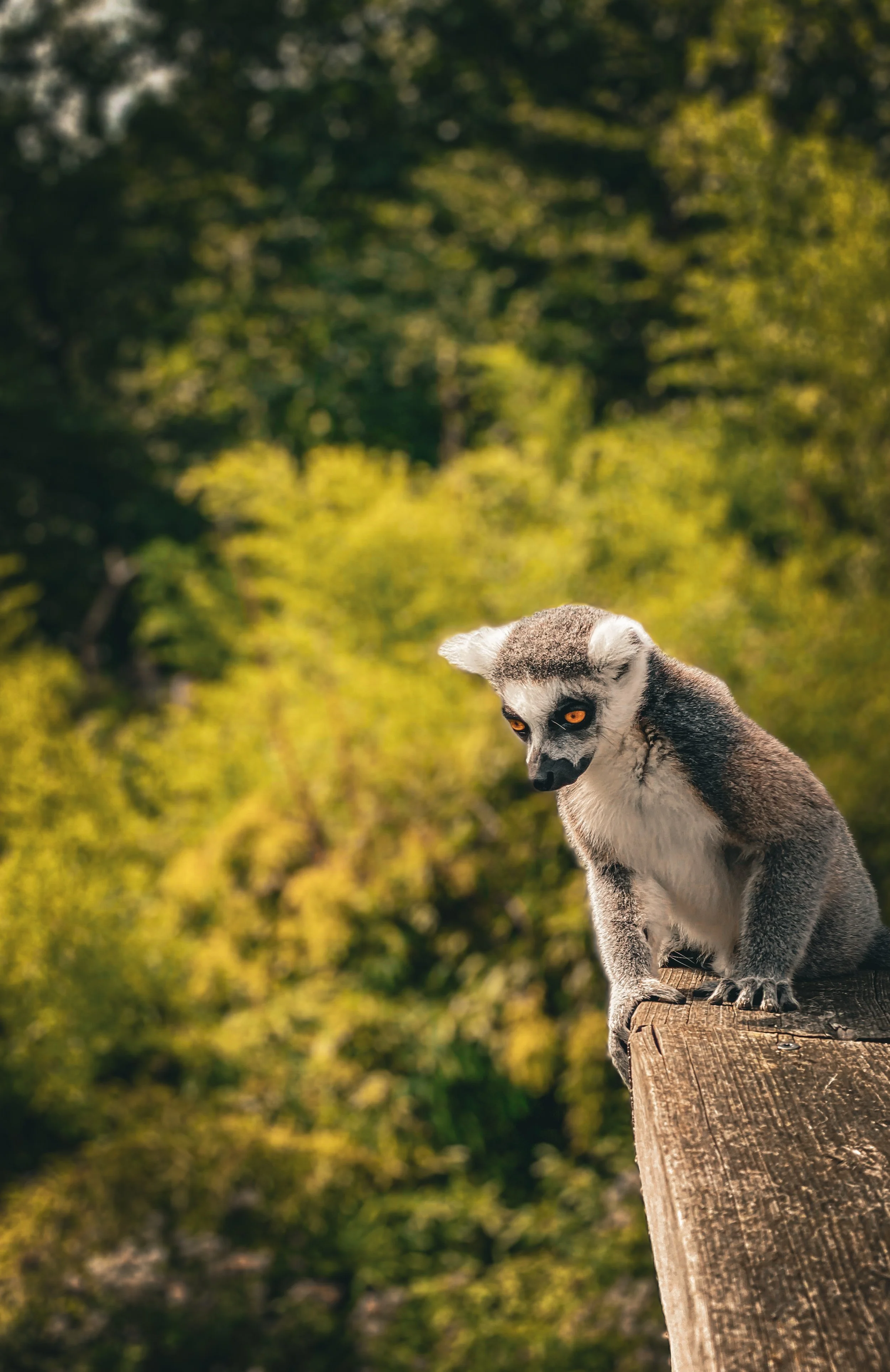 A lemur with gray and white fur and orange eyes sitting on a wooden railing in a forested area.