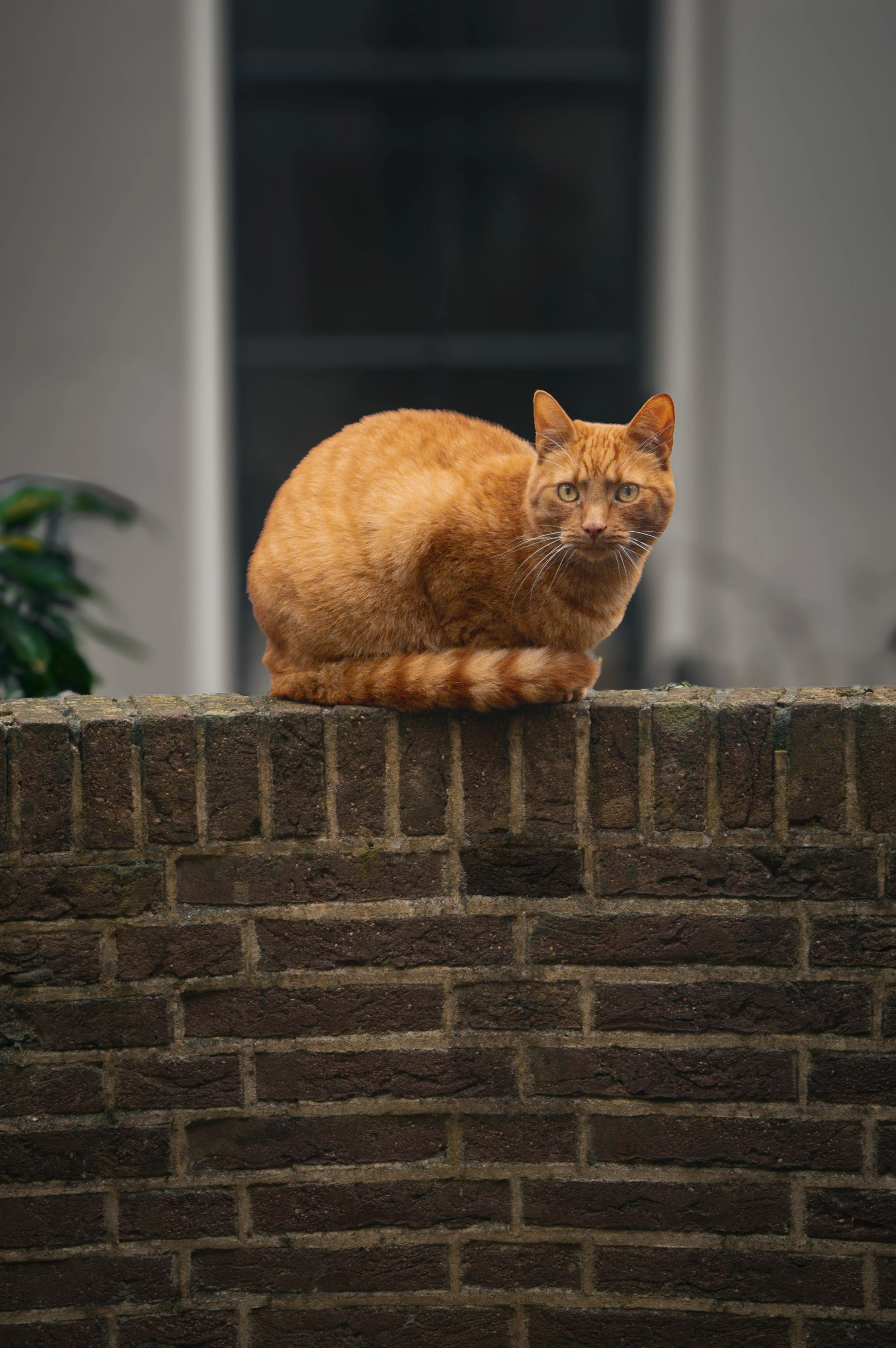An orange tabby cat sitting on a brick wall, looking at the camera with a neutral expression, with a building and some greenery in the background.