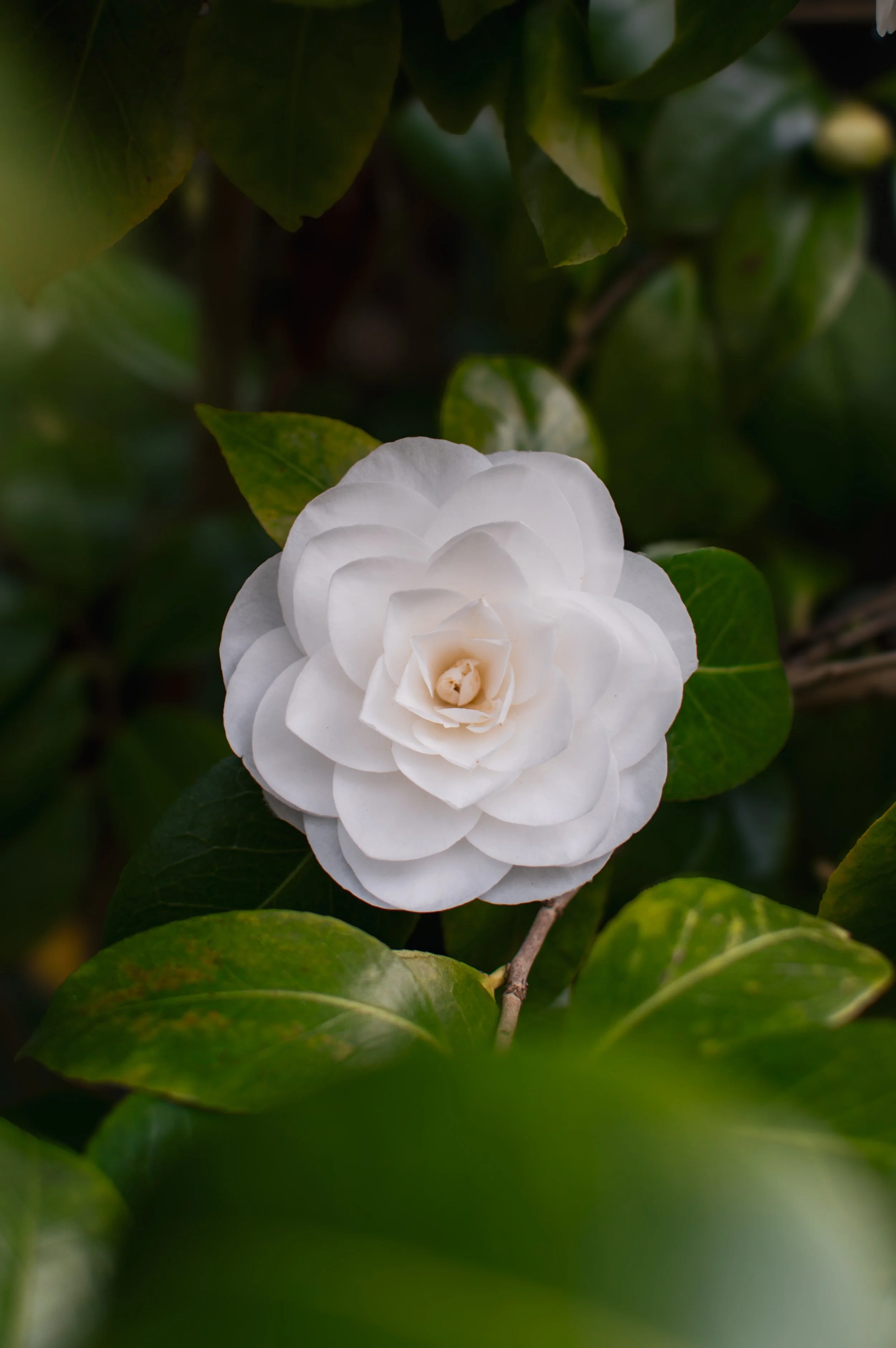 DSC_0009.jpeg