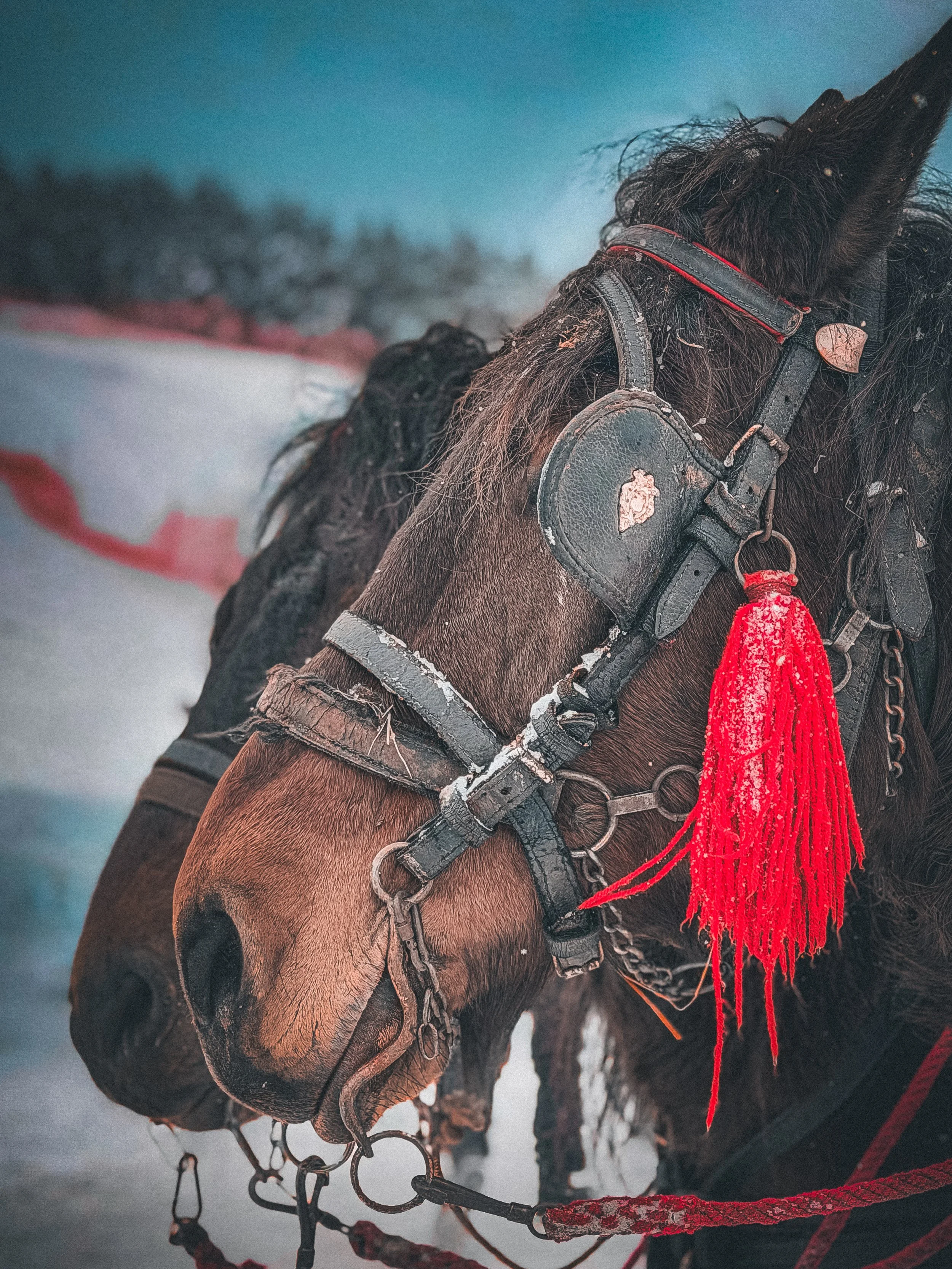Close-up of a horse's head with a harness and red tassel in a snowy outdoor setting.