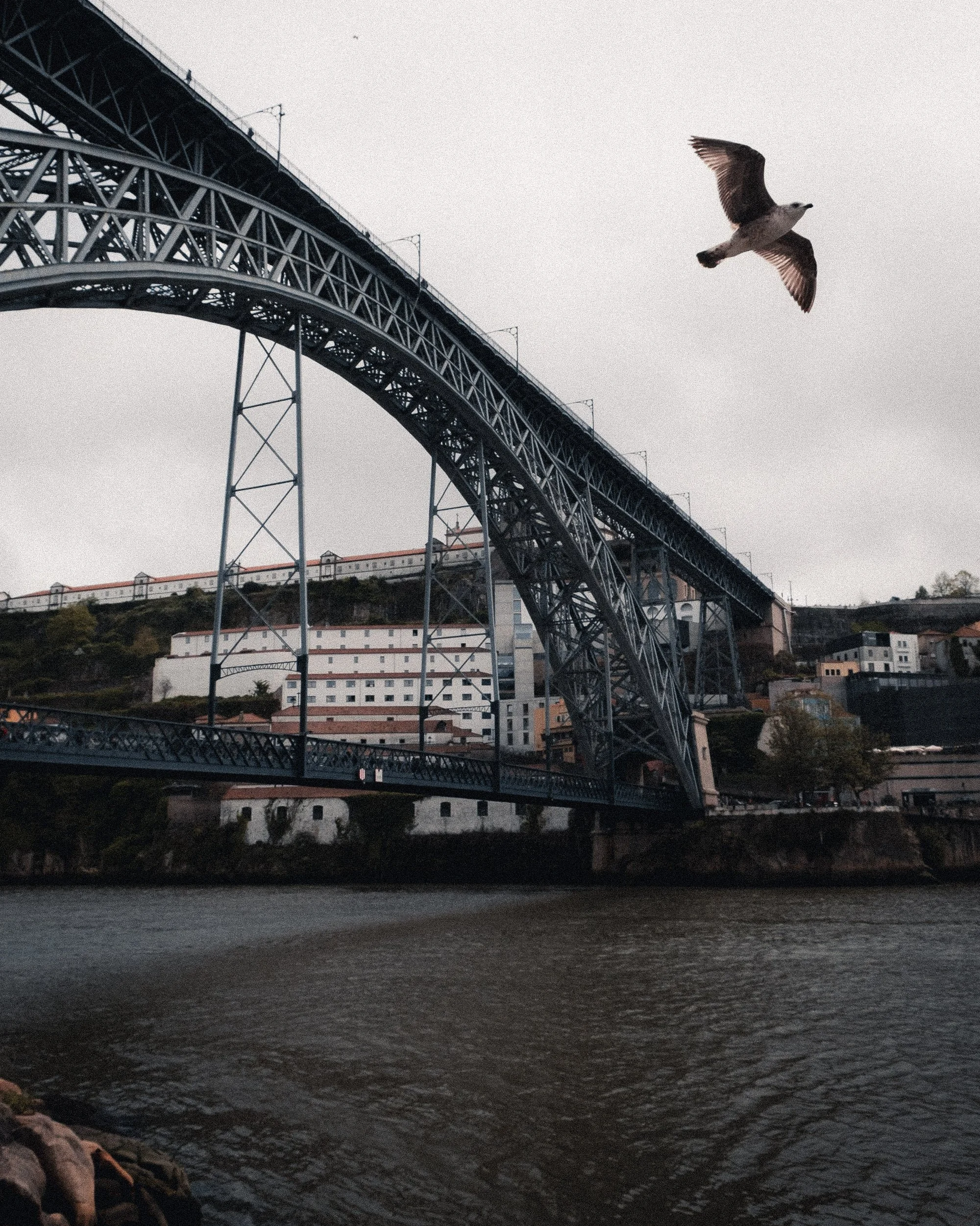 A large steel arch bridge spans over a river with an overcast sky, and a seagull flying in the foreground.