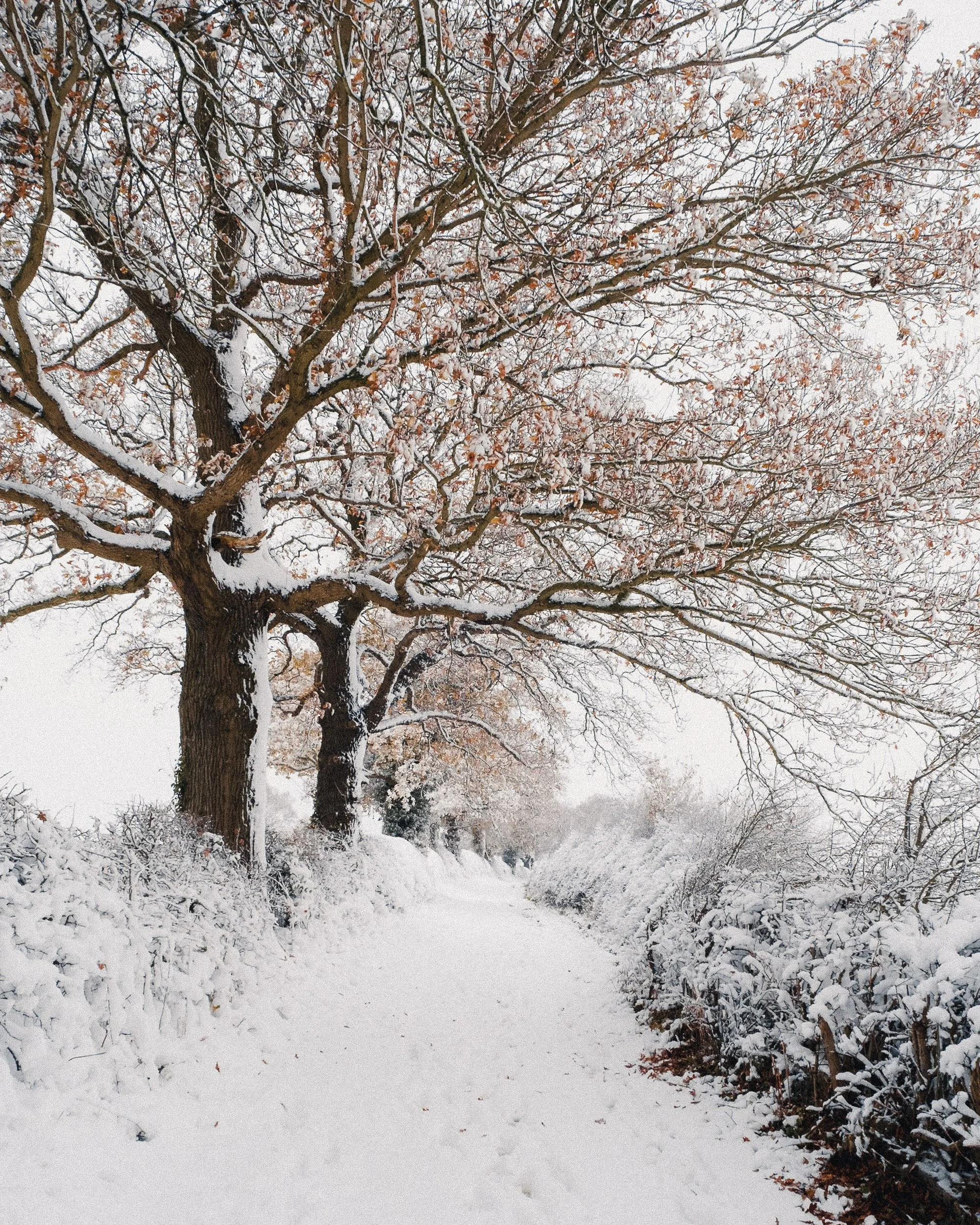 Snow-covered path flanked by trees with snow on branches in winter