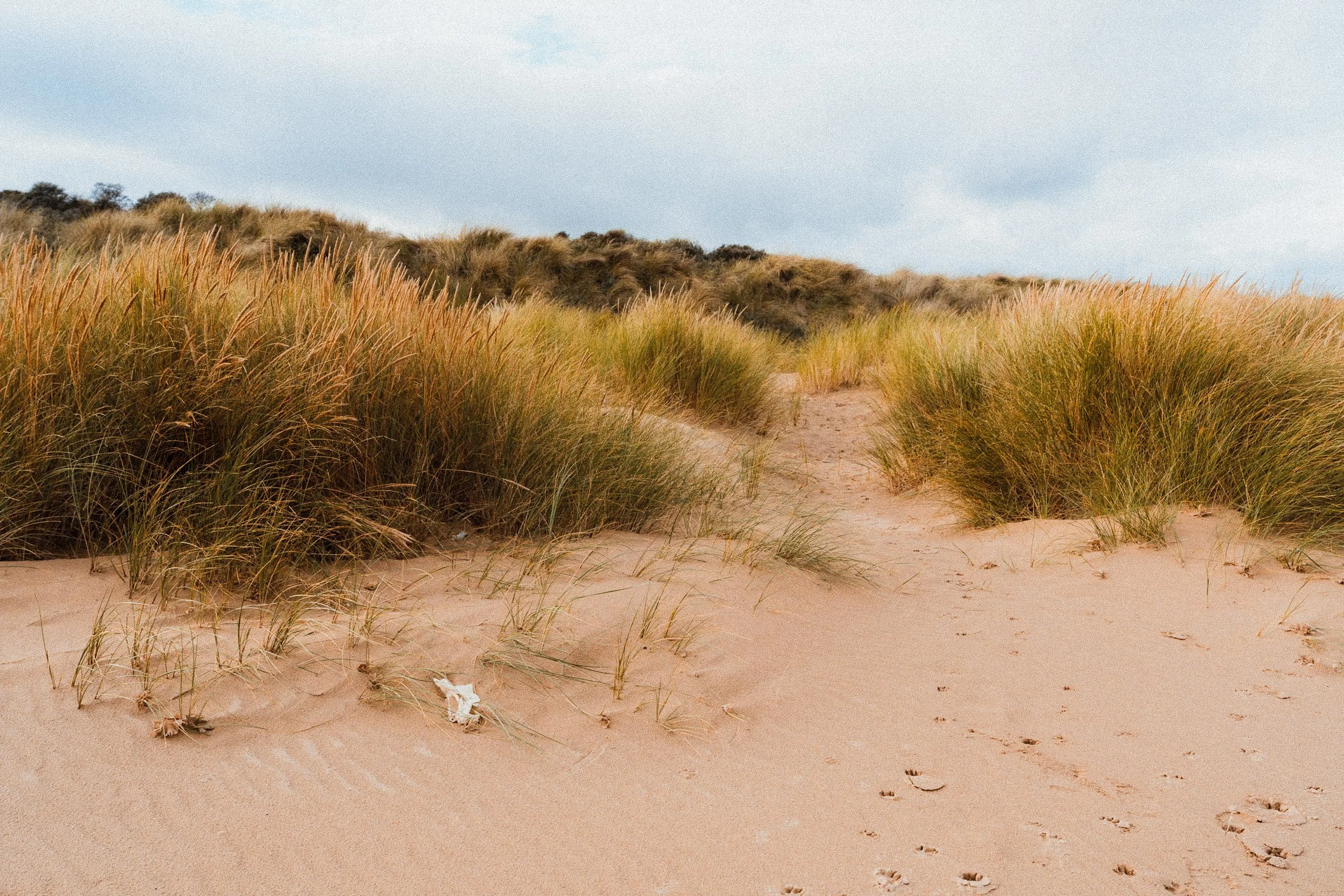 Sandy path through tall beach grass with a cloudy sky overhead.