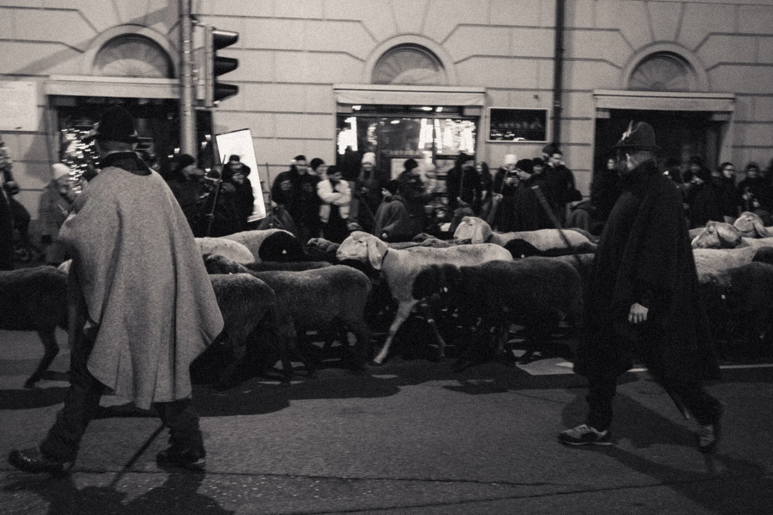 Black and white photo of two men in coats and hats walking past a line of sheep and goats on a city street at night, with a crowd of people and illuminated shop windows in the background.