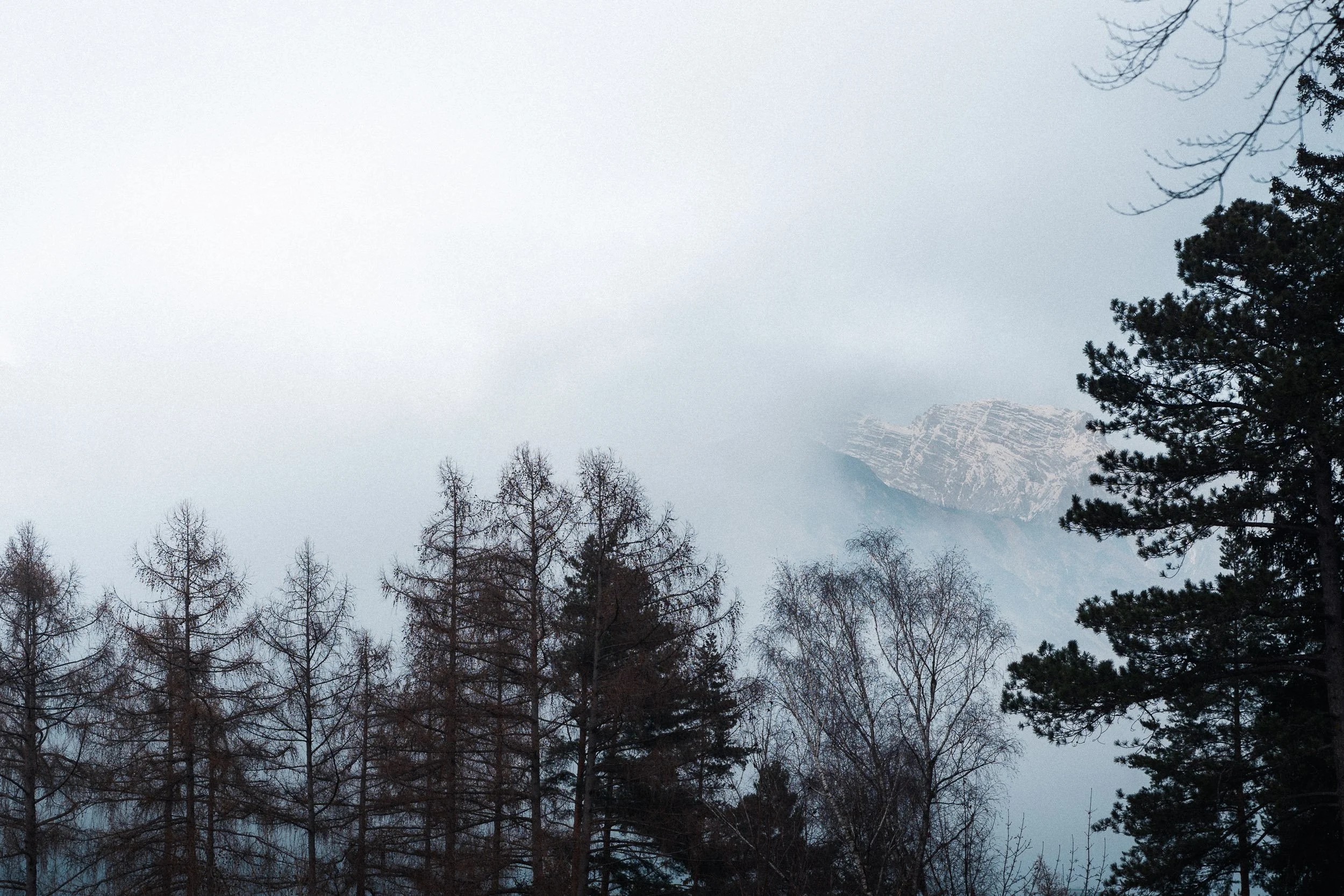 Mountains partially obscured by fog behind a forest of leafless and evergreen trees.