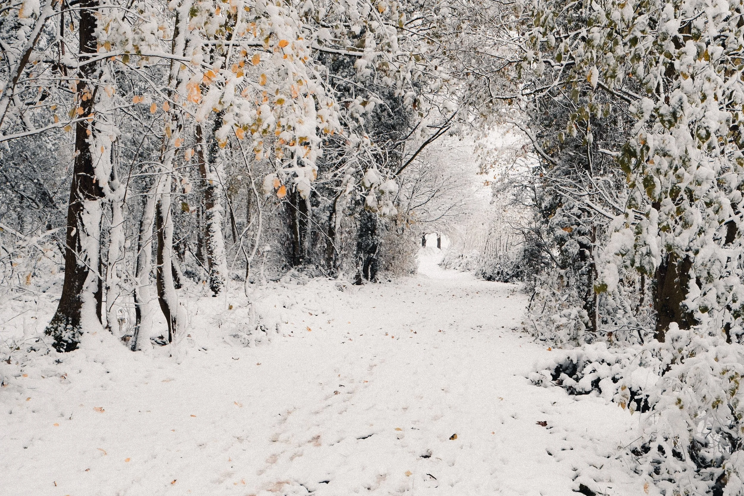 Snow-covered forest path with trees lining each side, some leaves still on the branches, and footprints in the snow, leading to a distant archway.