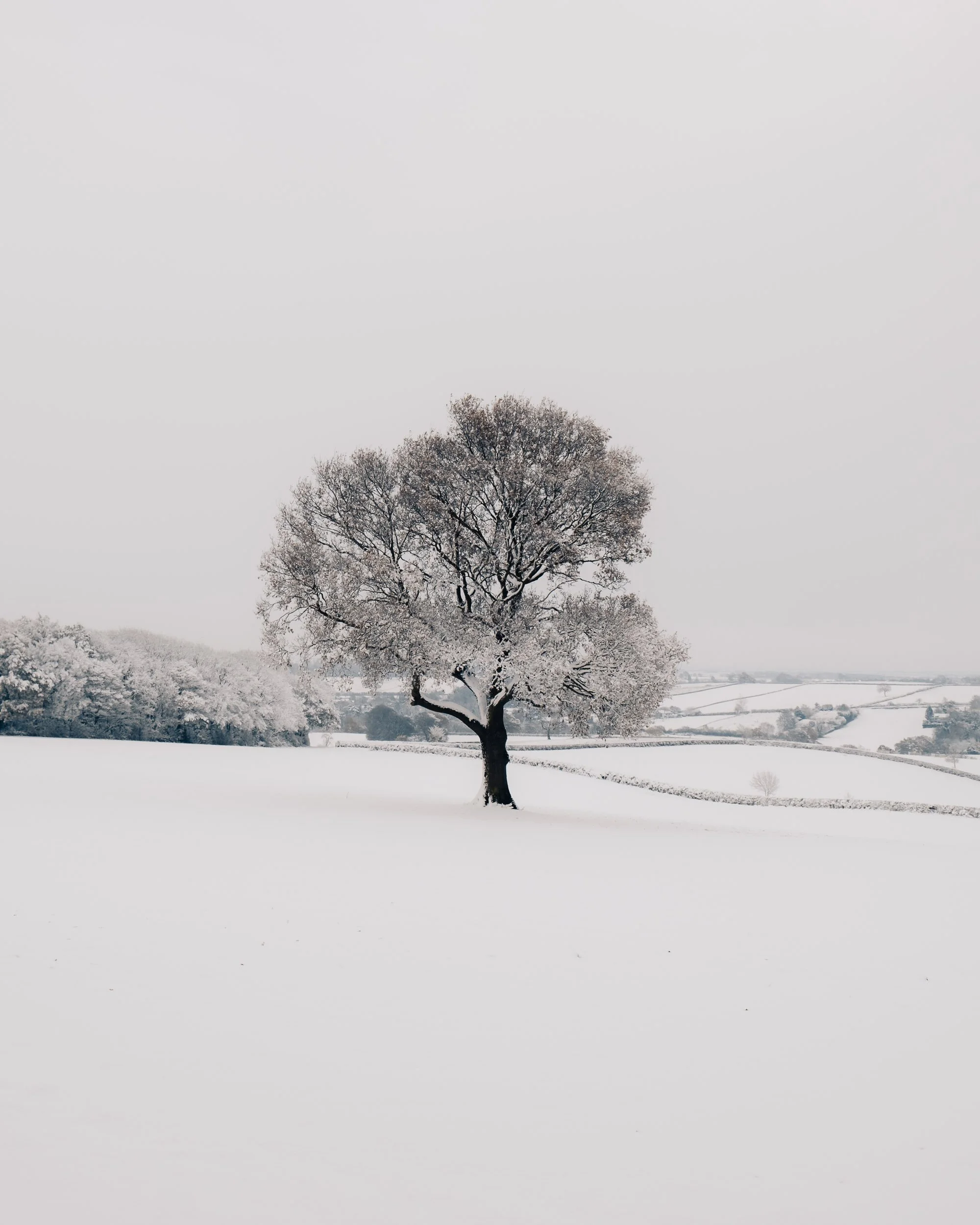 A solitary tree with snow-covered branches stands in a snow-covered field, with a landscape of rolling hills and more snow-covered trees and fields in the distance under an overcast sky.
