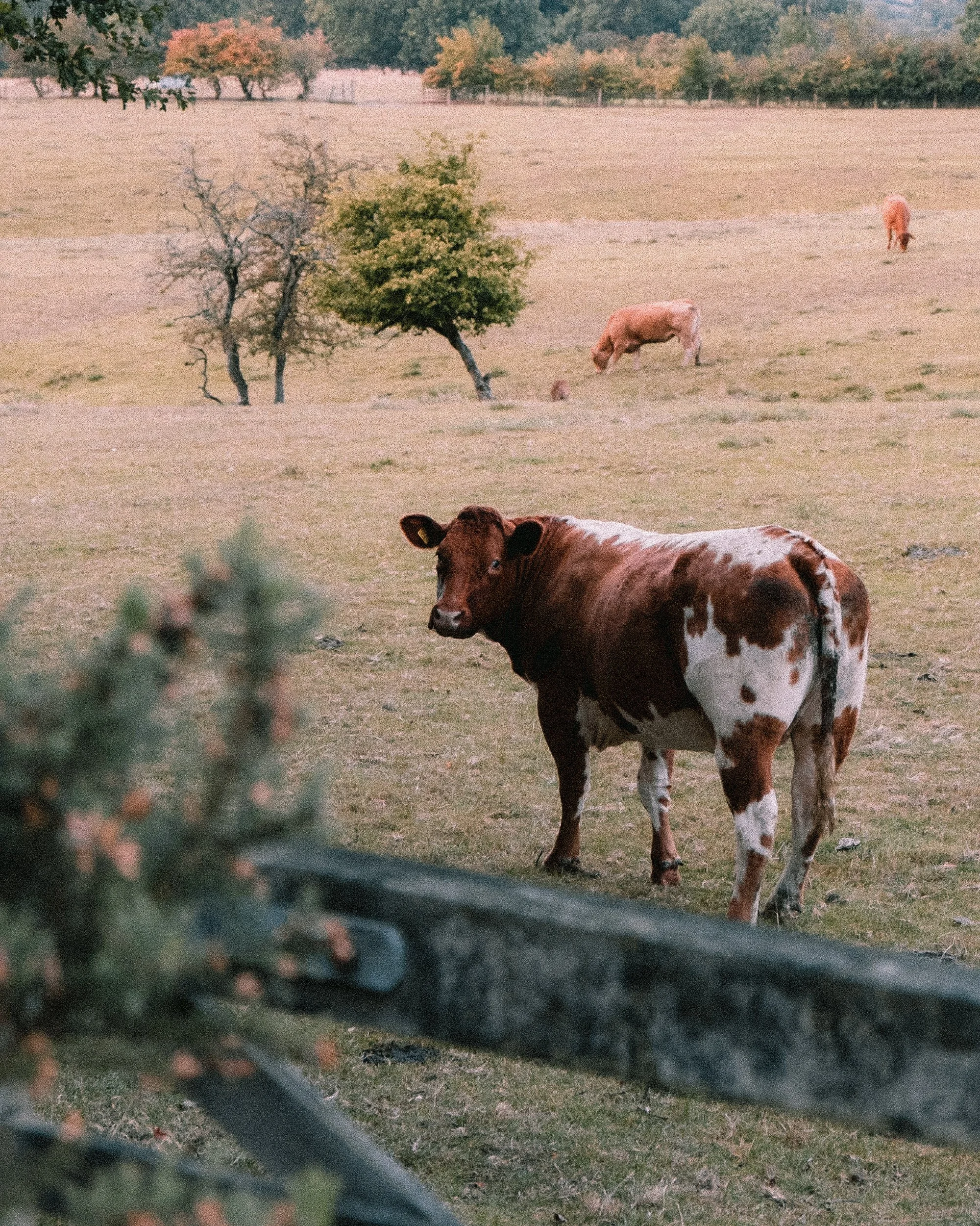 A brown and white cow standing in a grassy field, looking towards the camera, with other cows grazing in the background and a fence in the foreground.