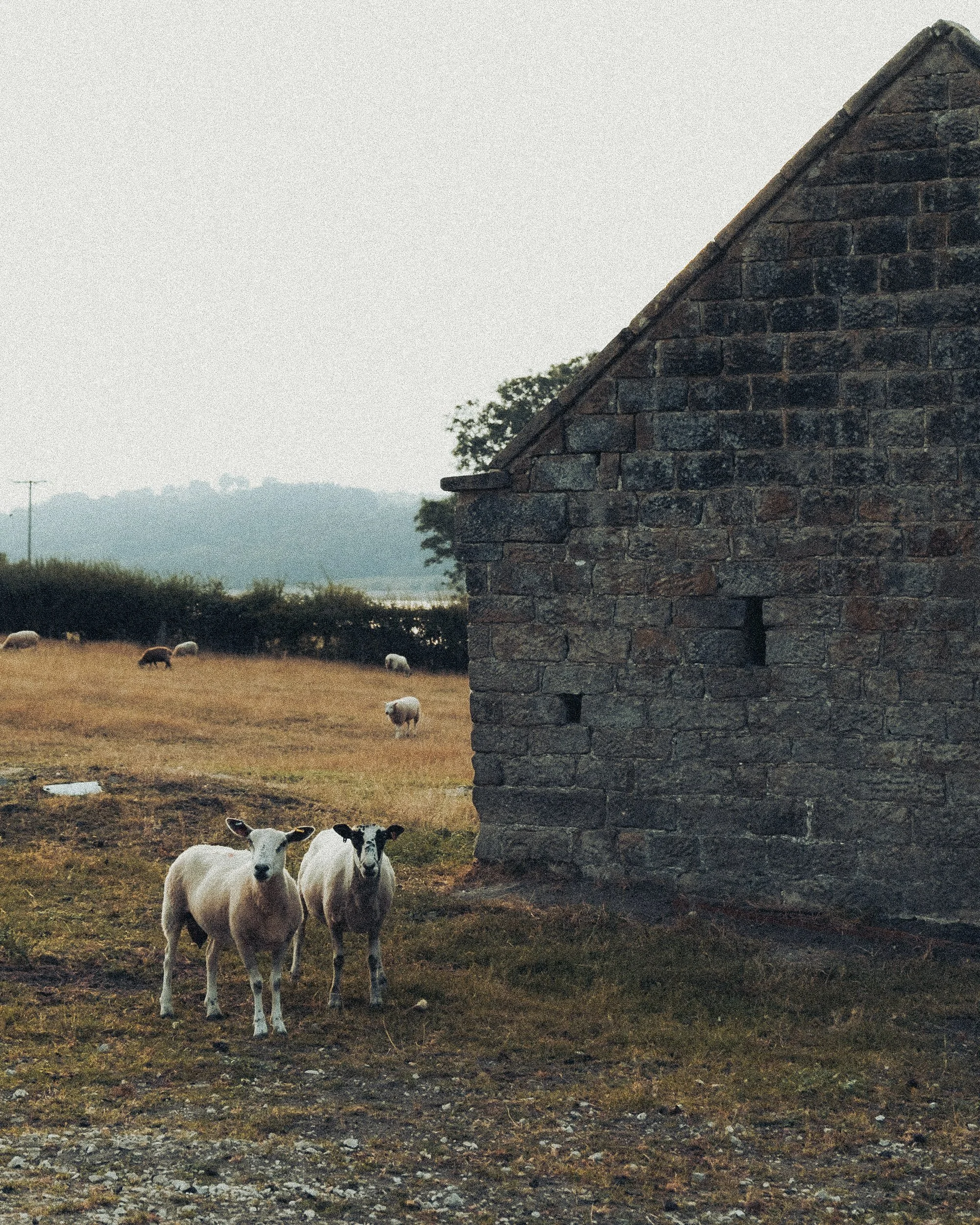 Two goats standing outside a stone barn, with sheep grazing in the field in the background.