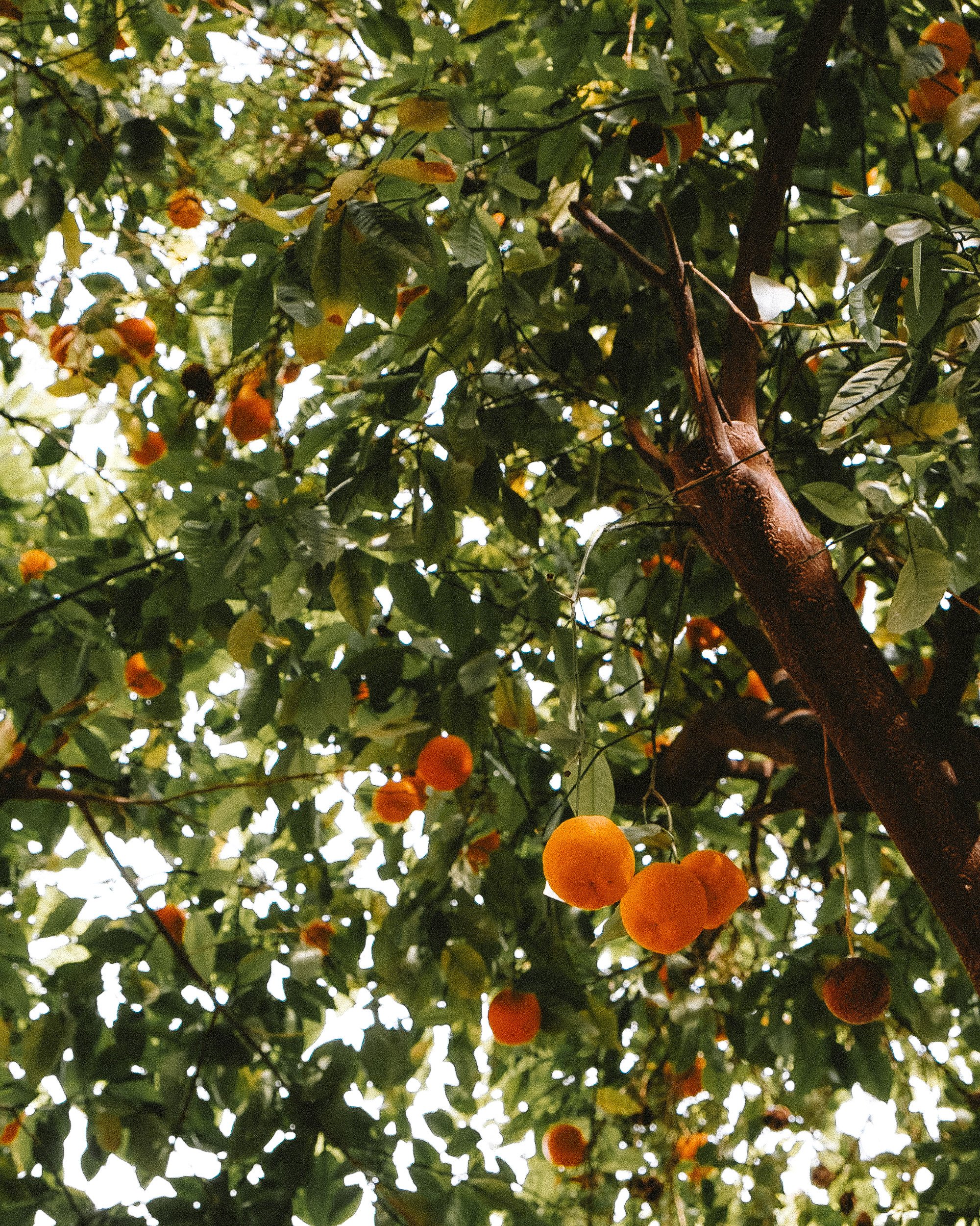 Orange fruits hanging from a tree with green leaves.