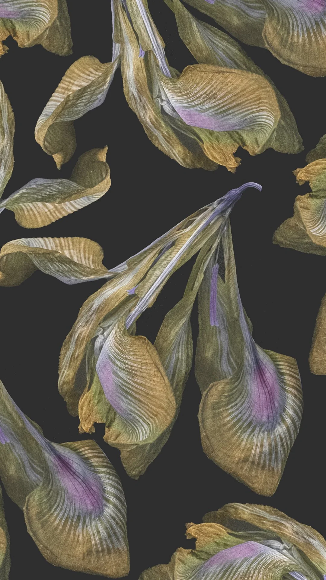 Iris phone wallpaper by Kreetta Jarvenpaa_1080x1920px.jpg