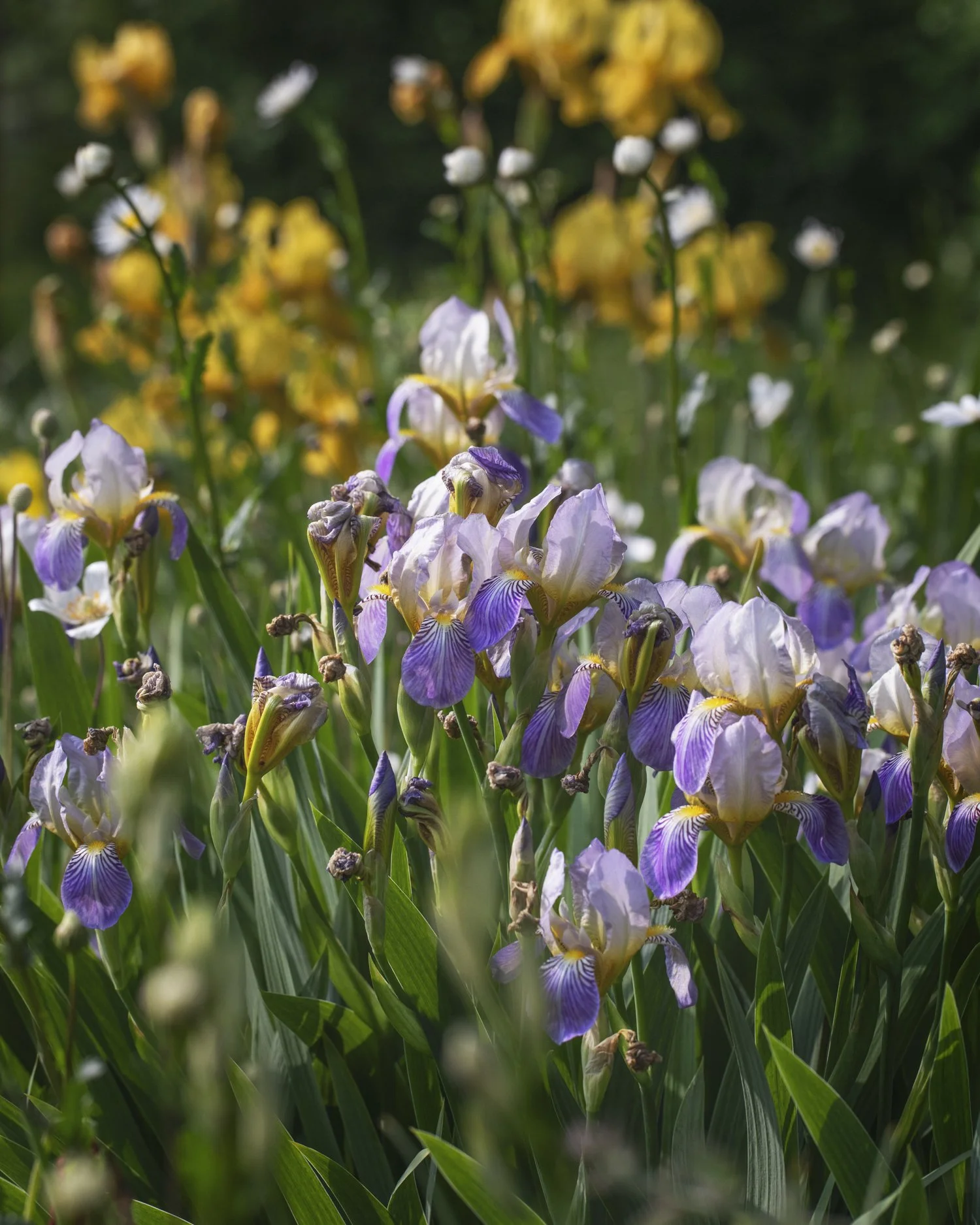 Bearded Irises for Sale