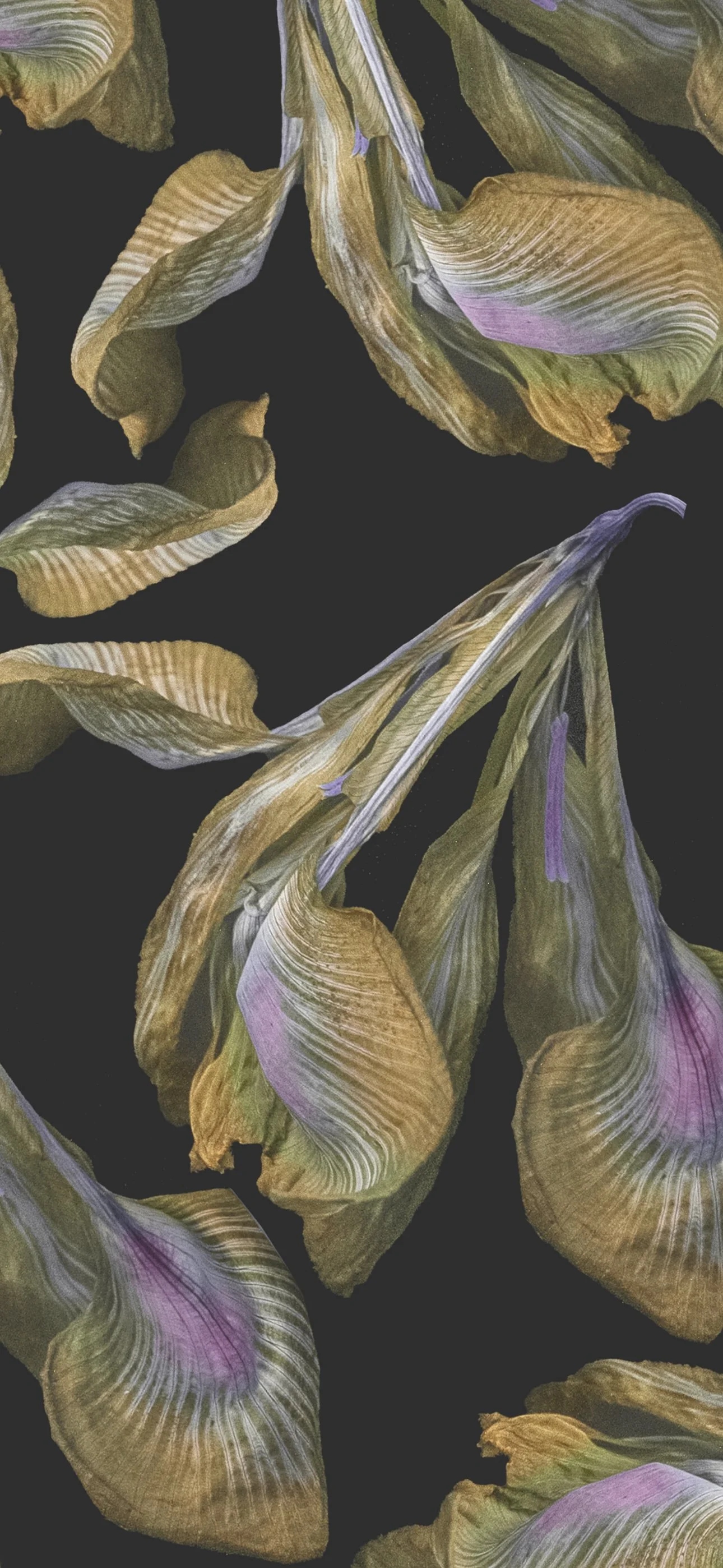Iris phone wallpaper by Kreetta Jarvenpaa_1290px x 2796px.jpg