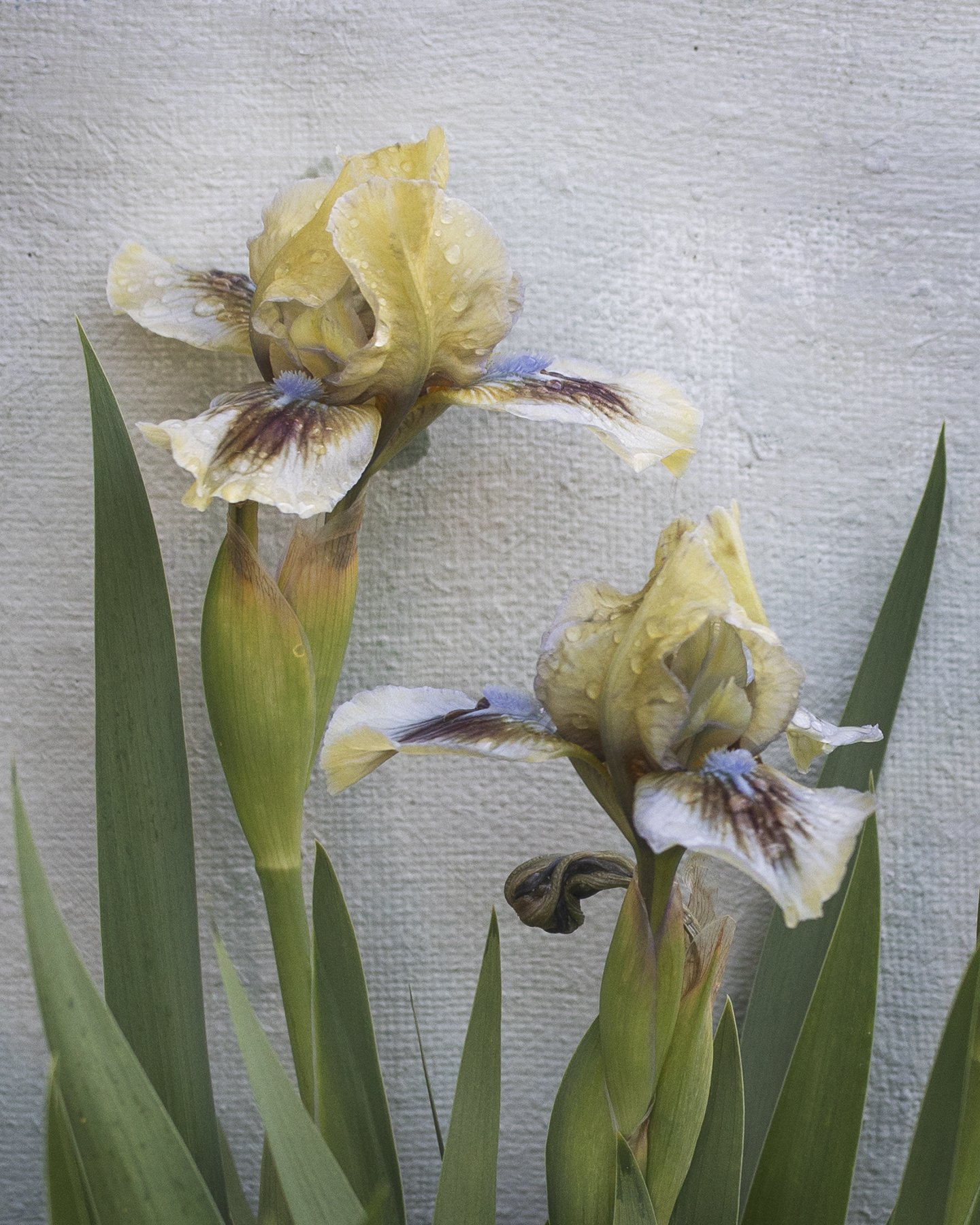Close-up of yellow and purple iris flowers with green leaves against a textured light gray background.