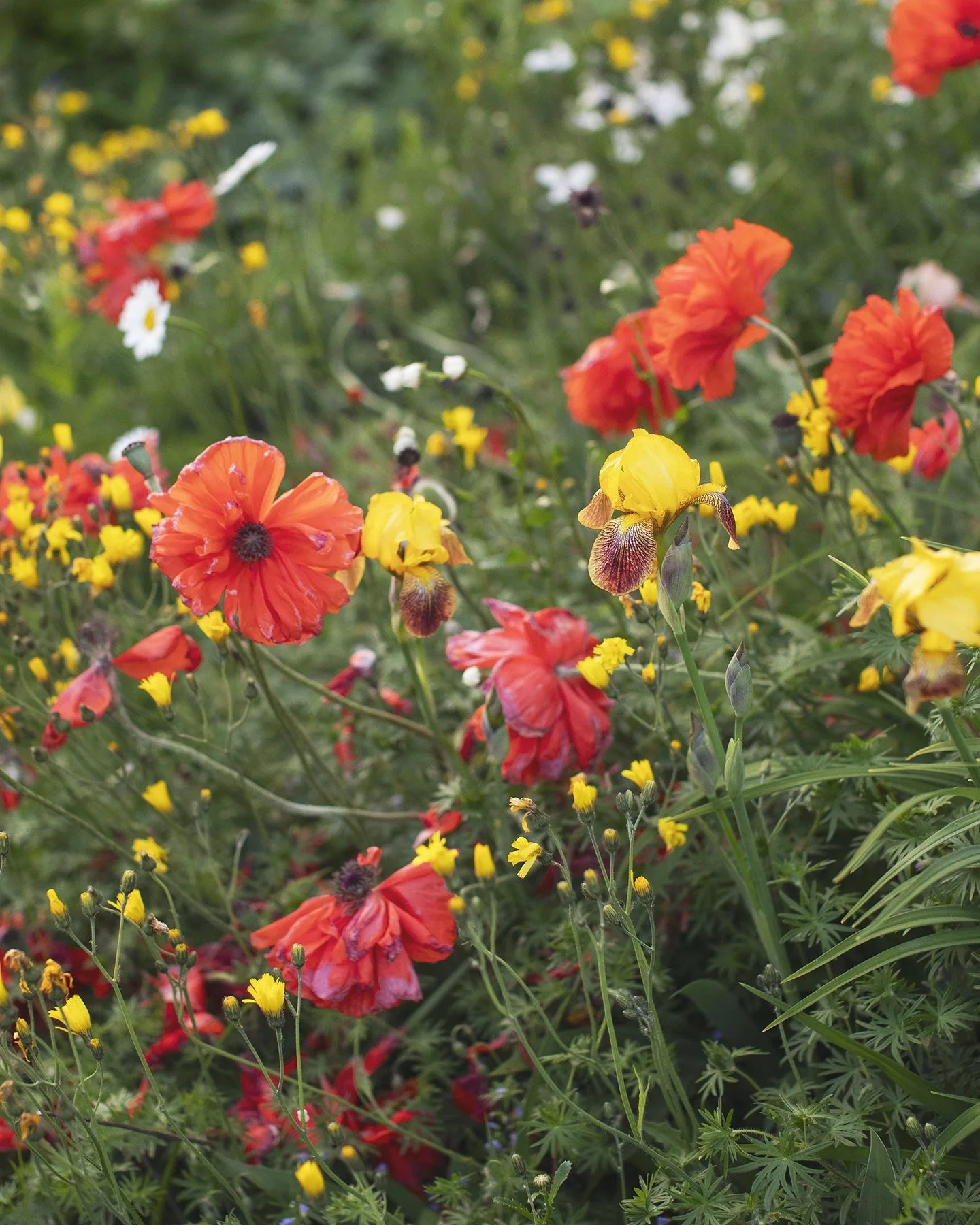 Close-up of various colorful wildflowers, including red poppies, yellow blooms, and white daisies, in a green field.