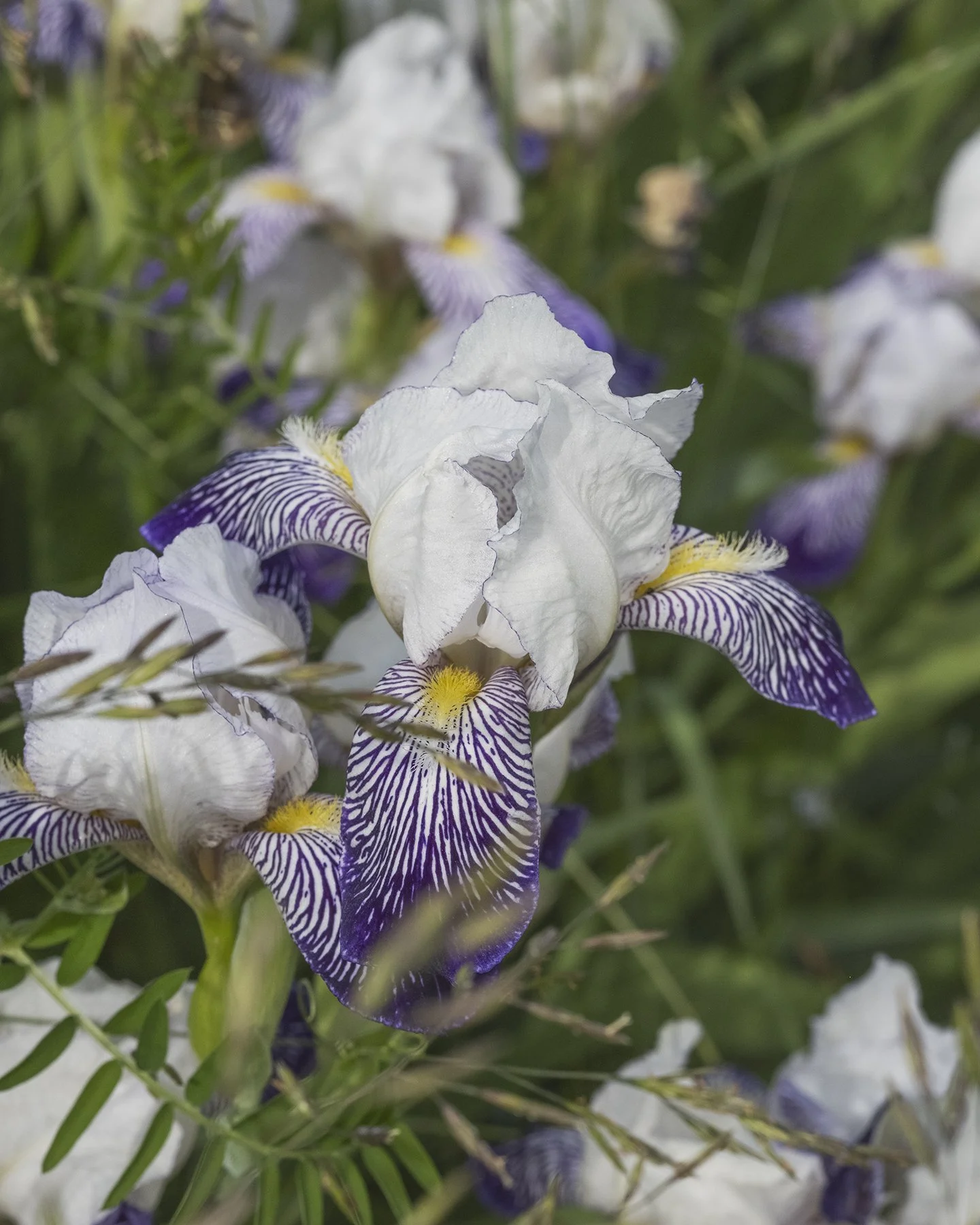 Bearded iris 'Hiidenvesi' by Peter Joy and PIrkko Kahila