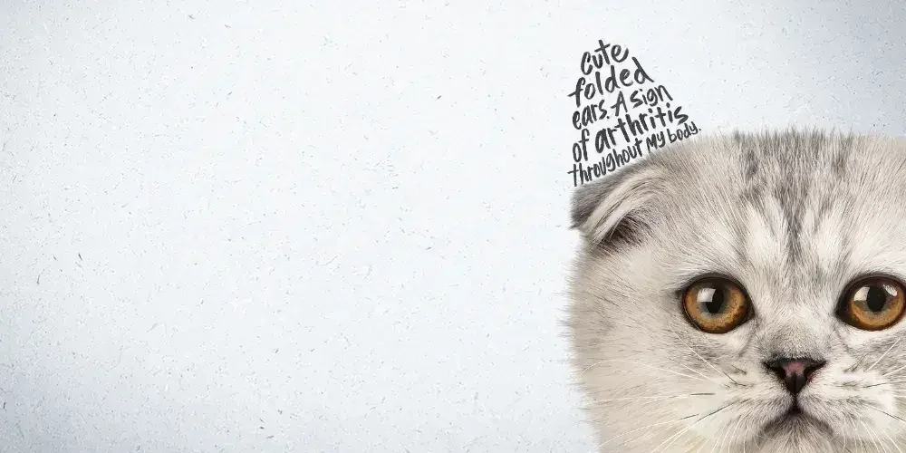Extreme Characteristics in Cats