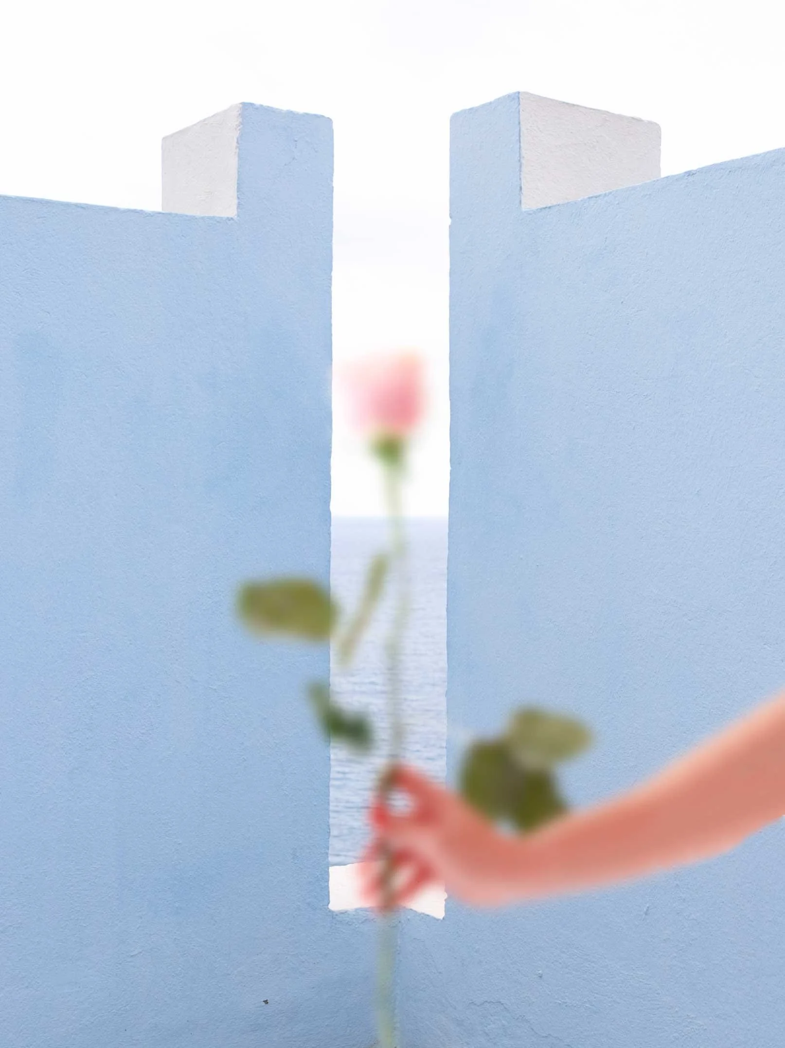 La muralla y la rosa