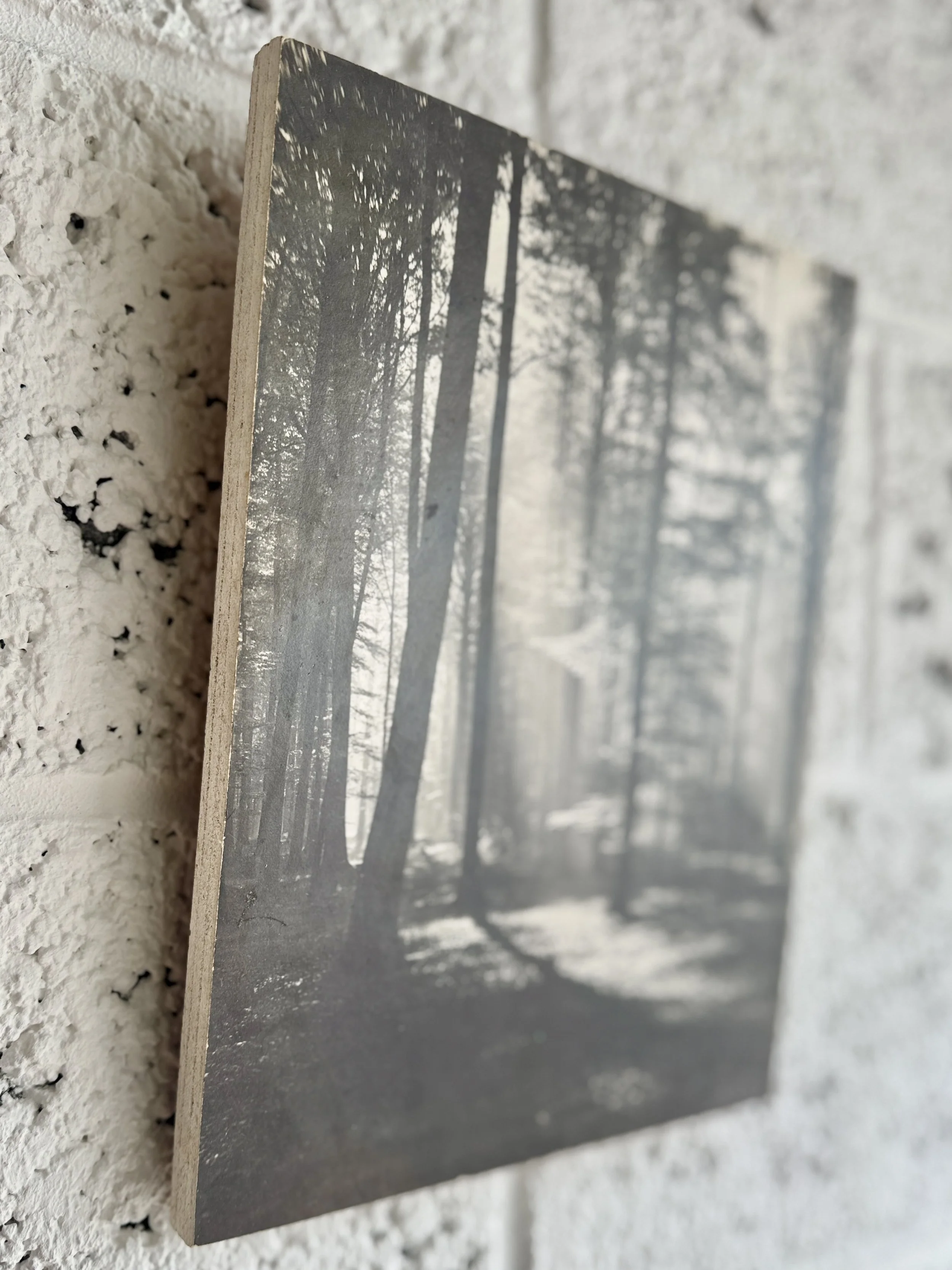 FOREST on wood canvas