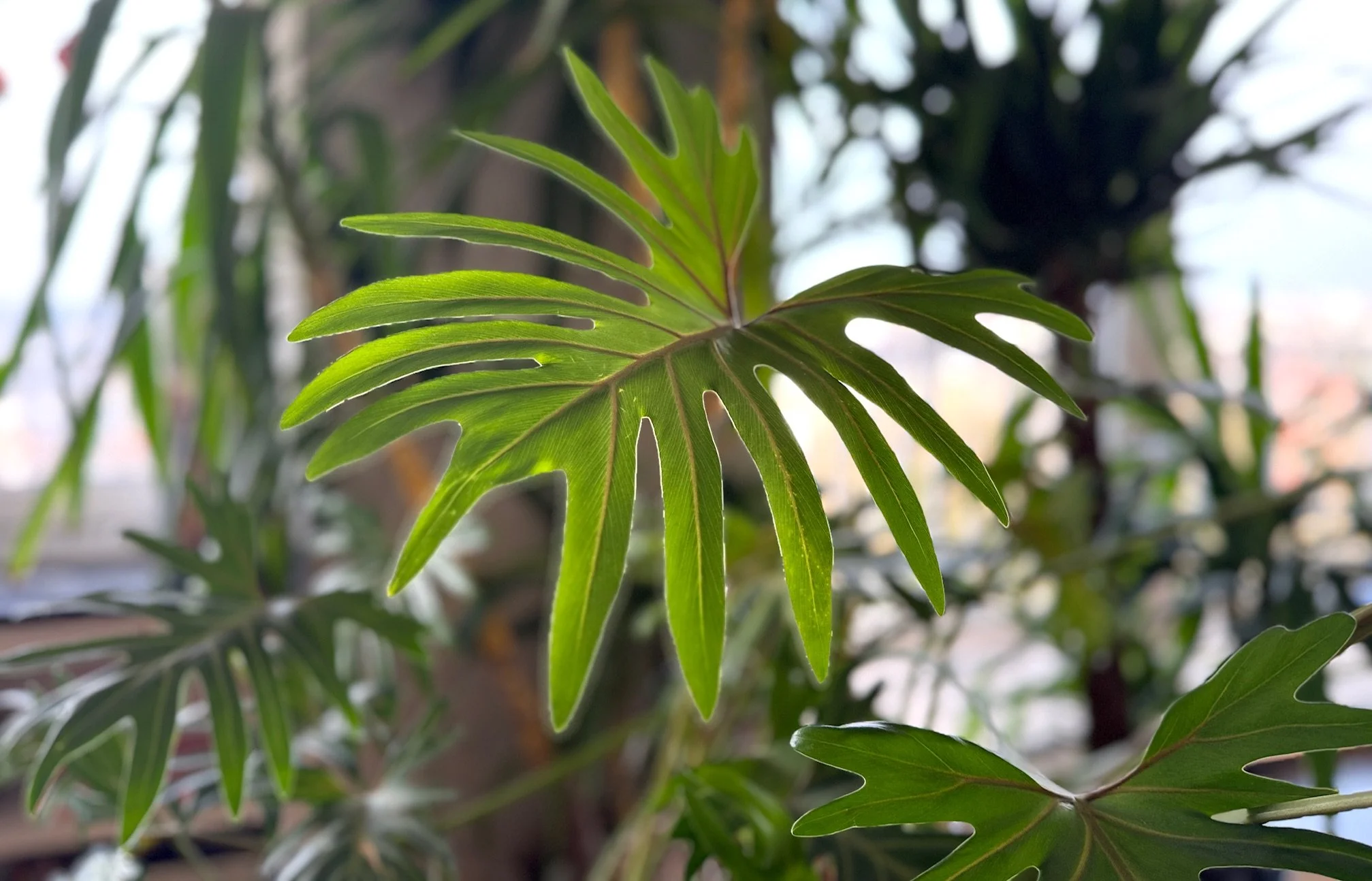 Close-up of a green, split-leaf tropical plant leaf with a blurred background.