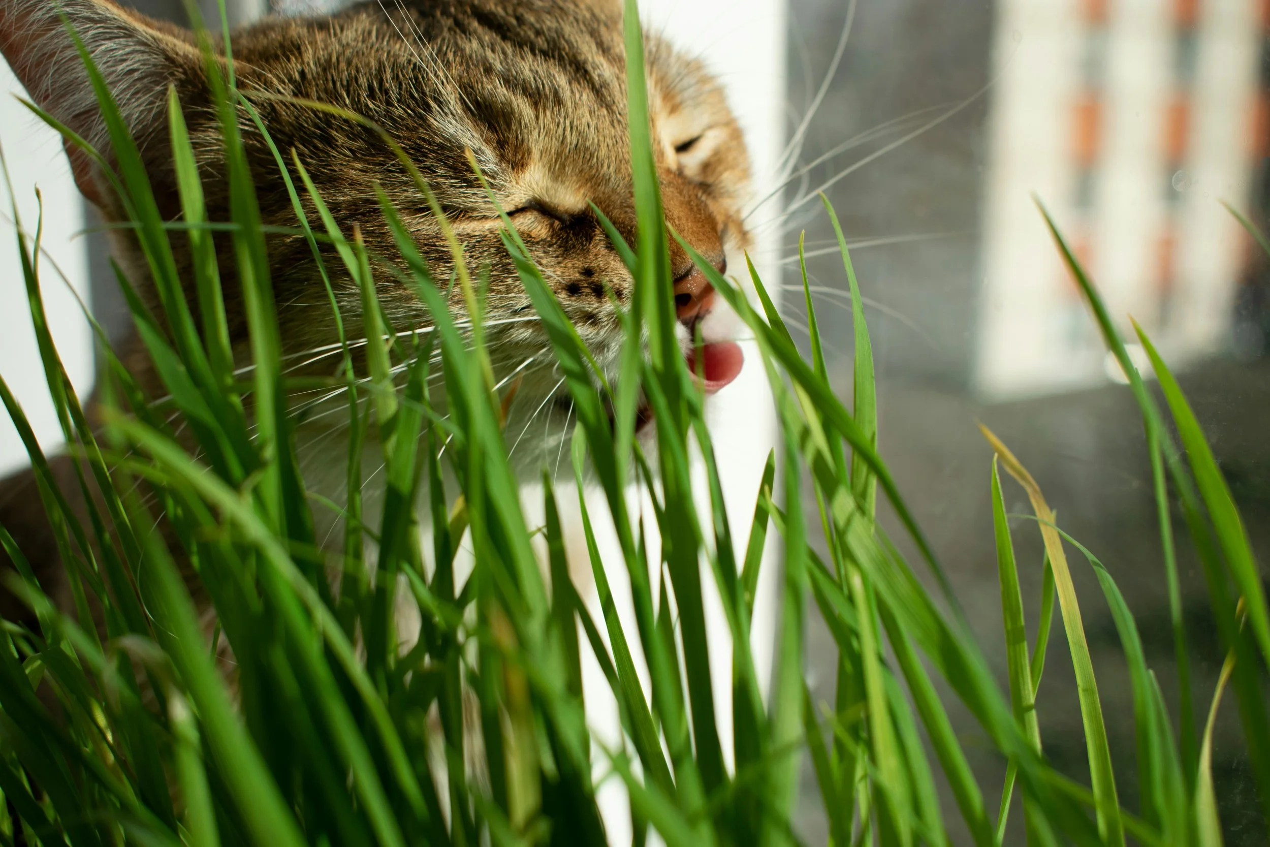 Katze frisst Katzengras aus einem Anzuchttopf