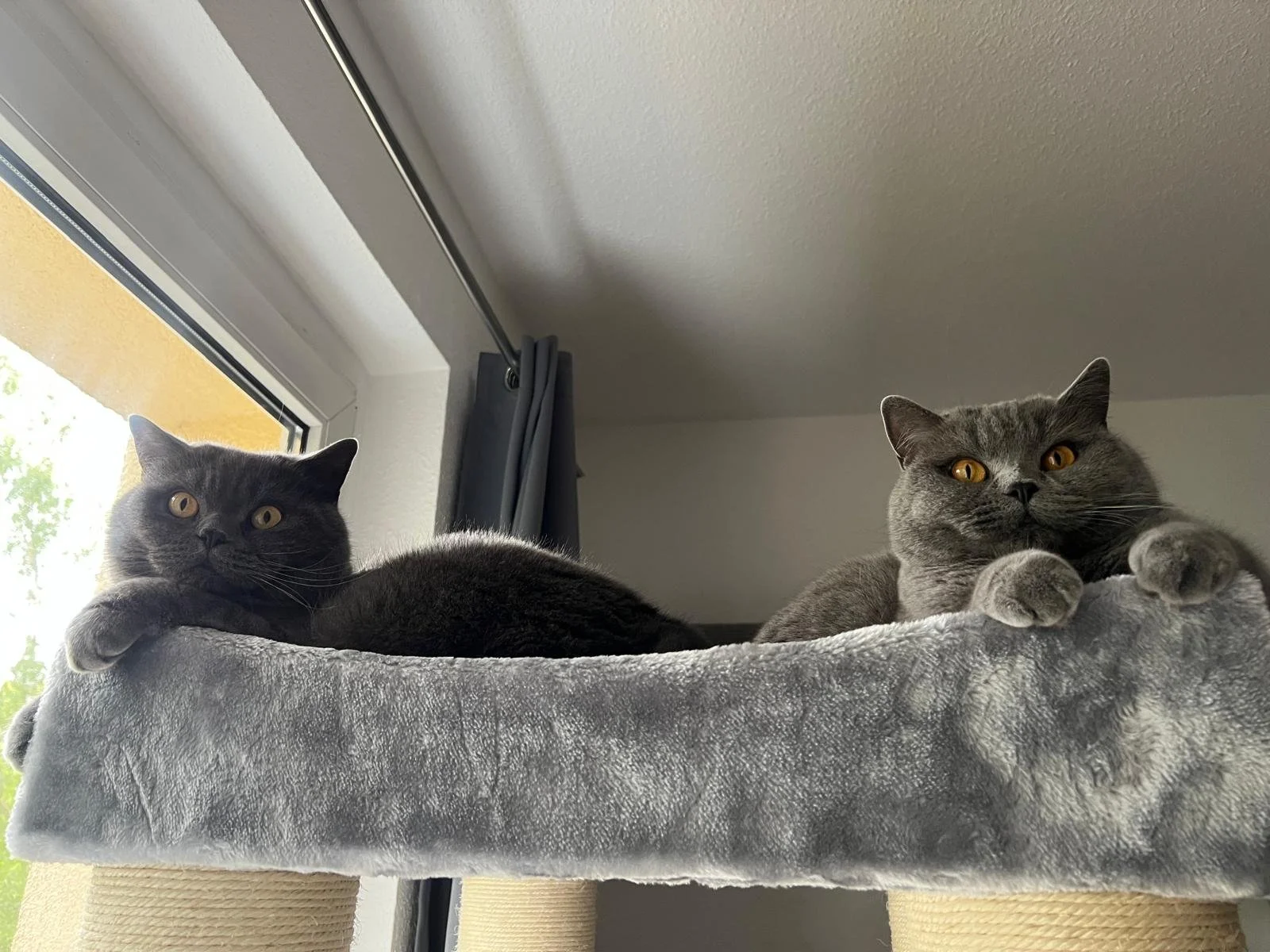 British-kurzhaar-katzen-barf-catspert