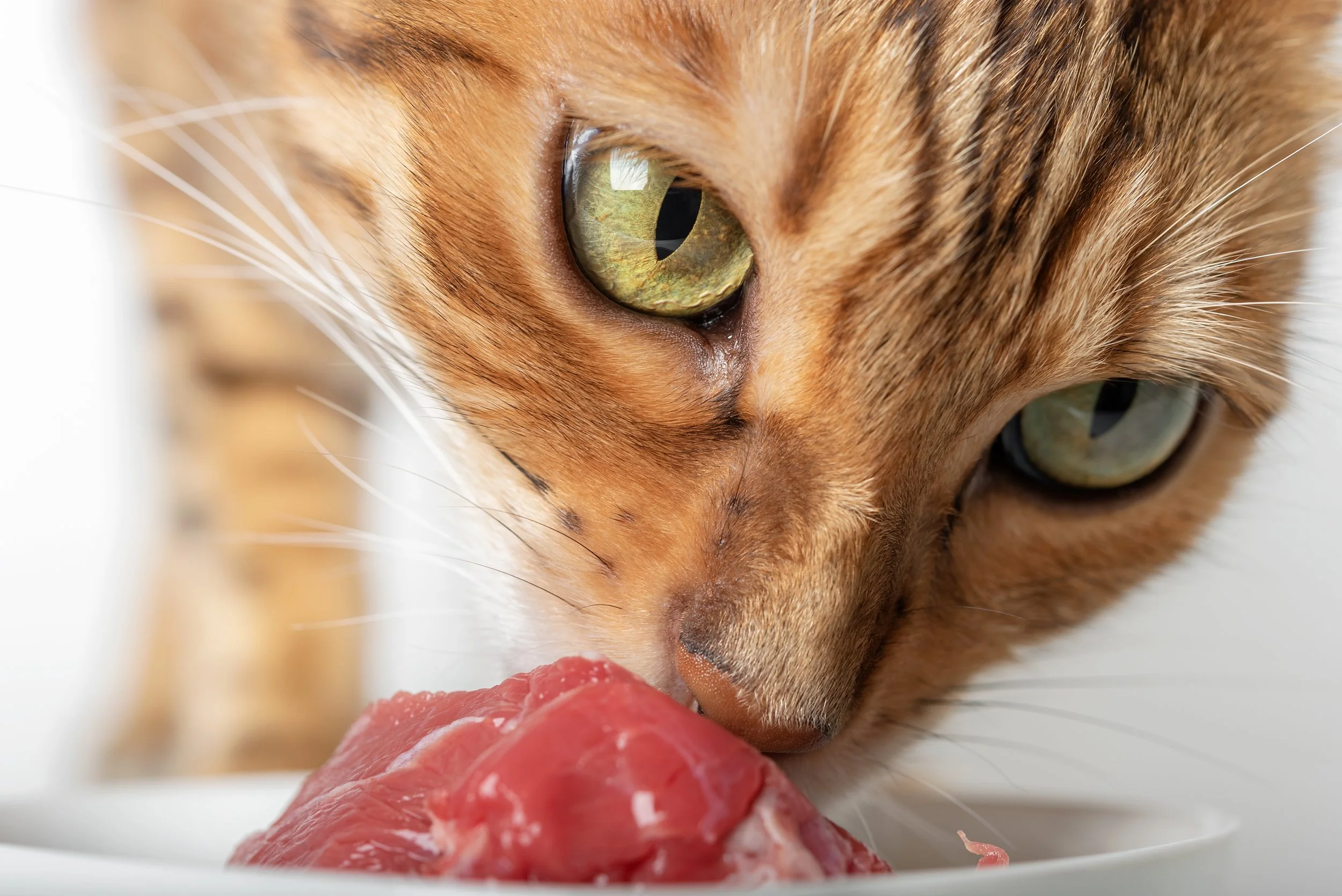 Meine Katze frisst kein Rohfutter – wirklich nicht?