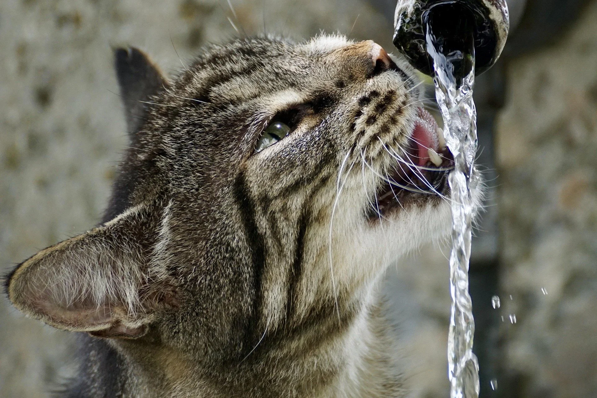 Katze zum Trinken animieren: 8 Tipps für mehr Flüssigkeit