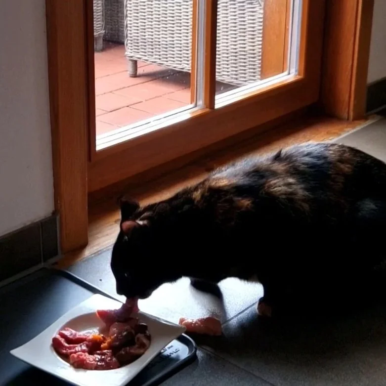 Gesundes Katzenfutter erkennen: Worauf Du achten solltest