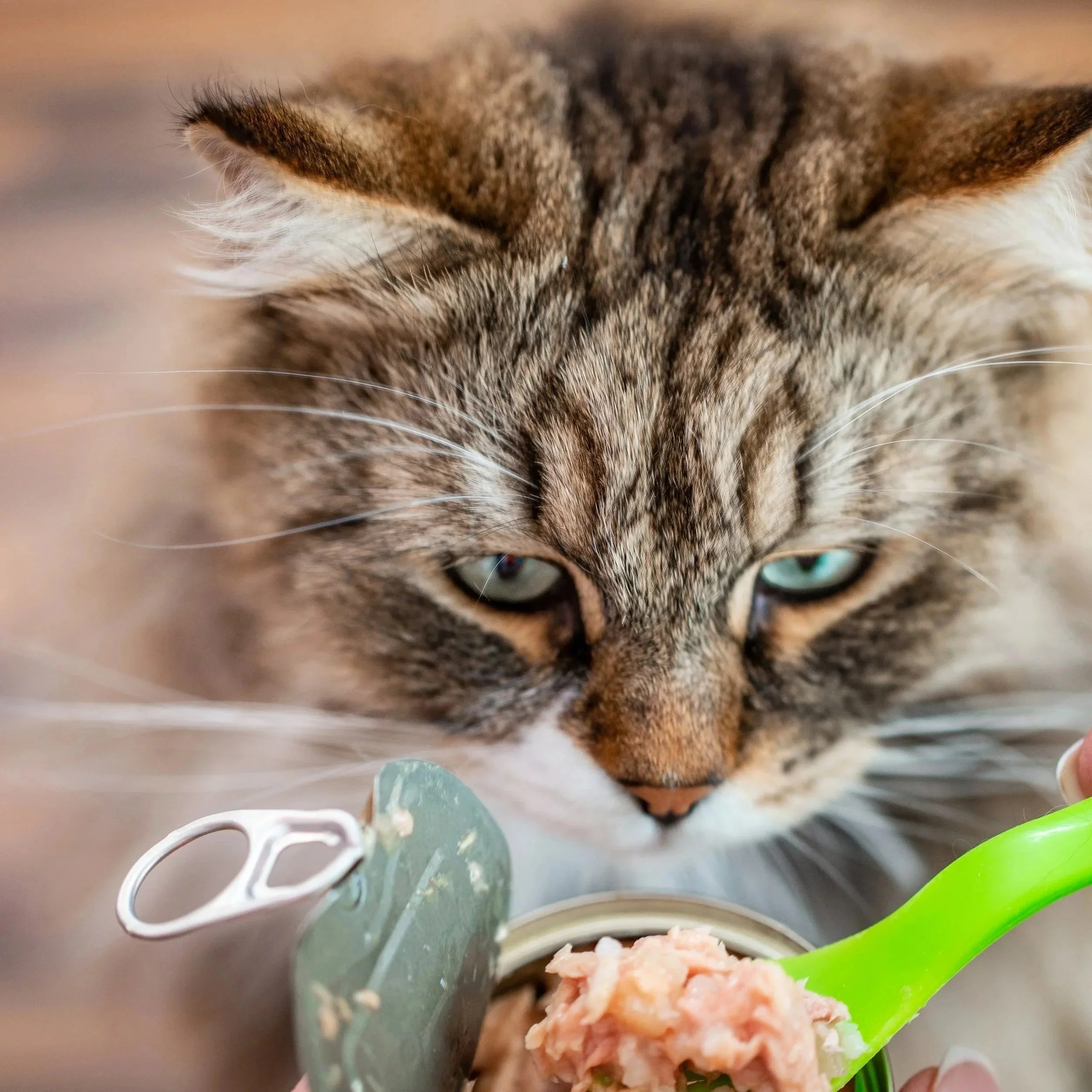 Katze mäkelig beim Fertigfutter? So klappt die Umstellung auf gesundes Nassfutter