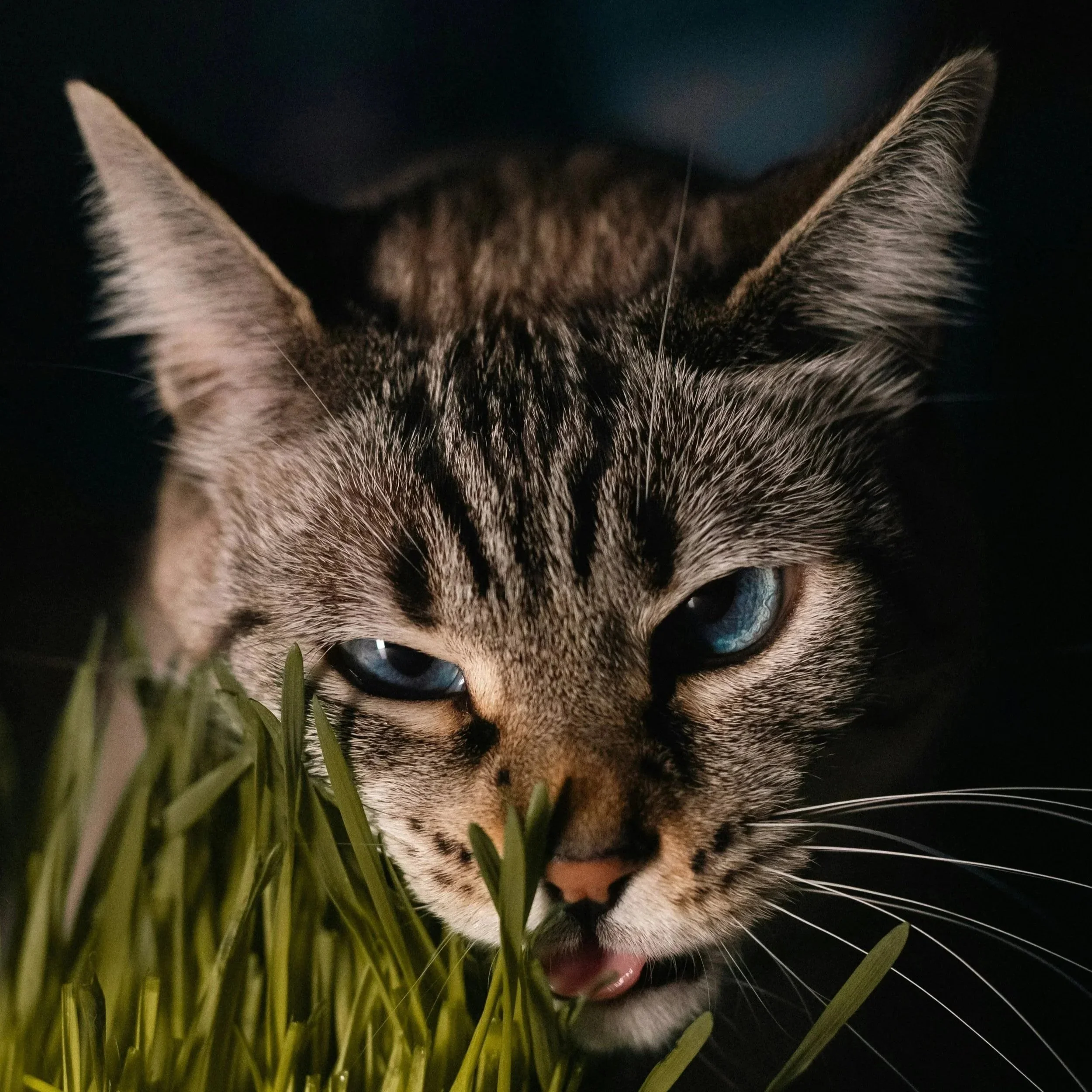 Katzengras für Katzen: Wirkung, Sorten &amp; Sicherheit im Überblick
