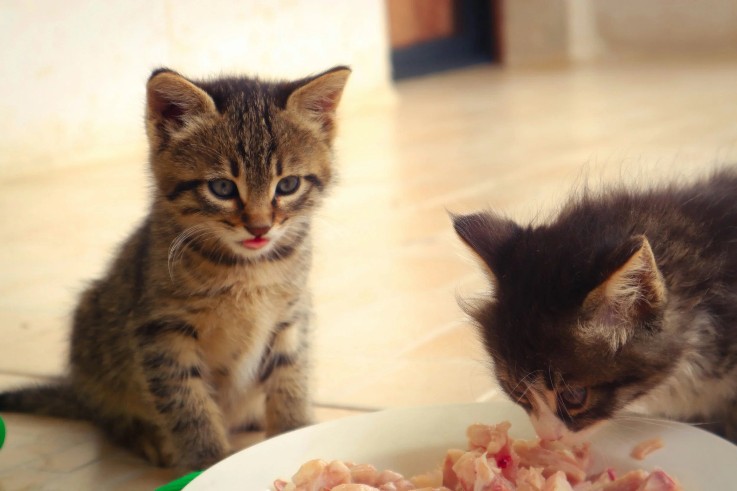 Kitten mit Teller rohem Huhn