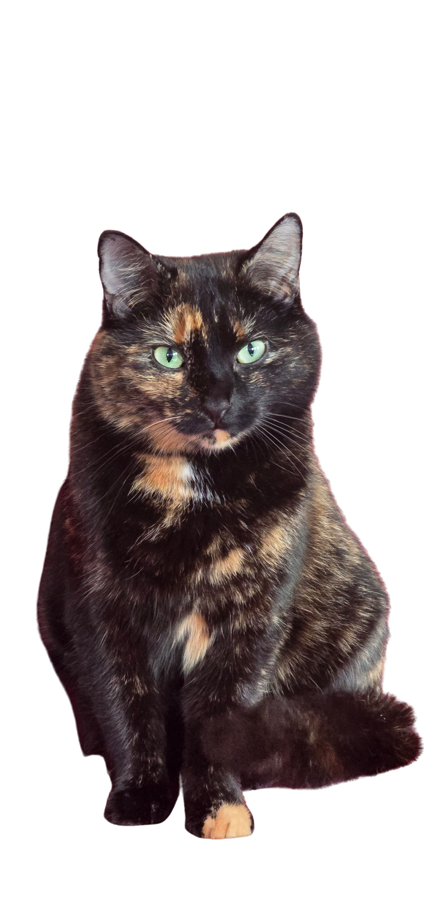 Eine getigerte Katze mit grünen Augen sitzt auf einer Oberfläche.