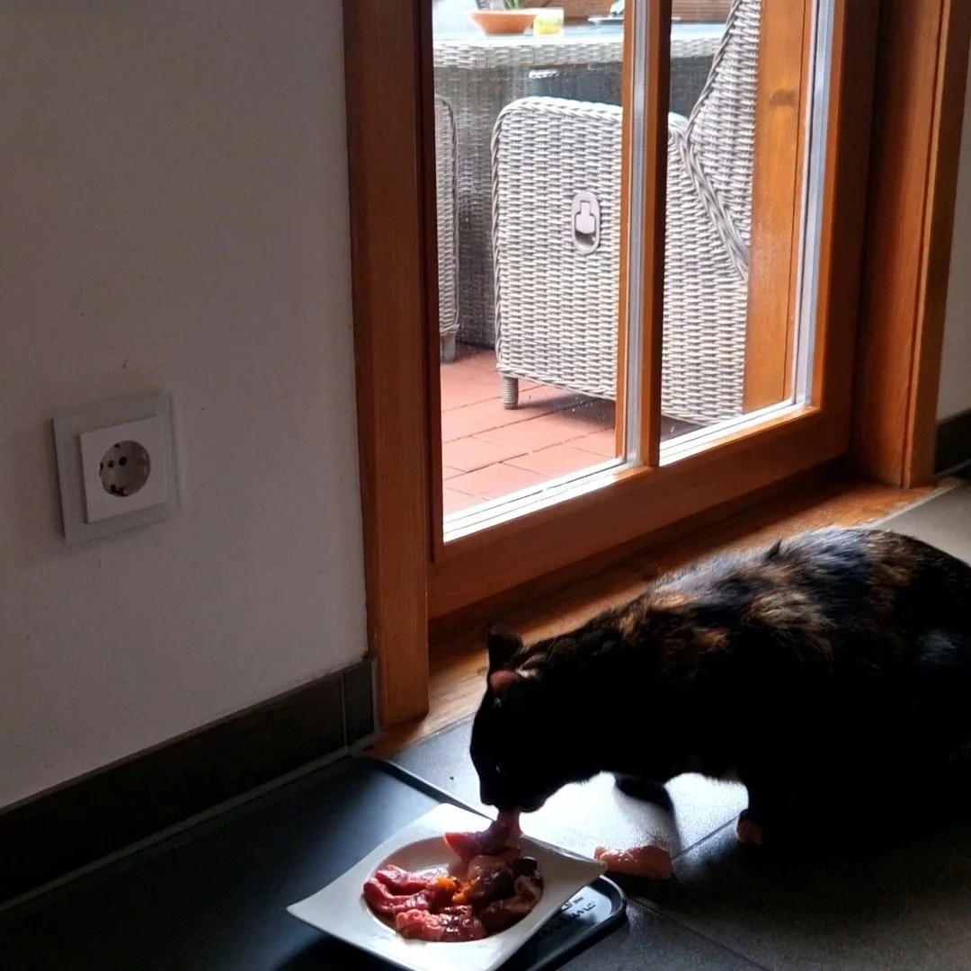 BARF-Mahlzeit für Katzen mit hohem Feuchtigkeitsanteil