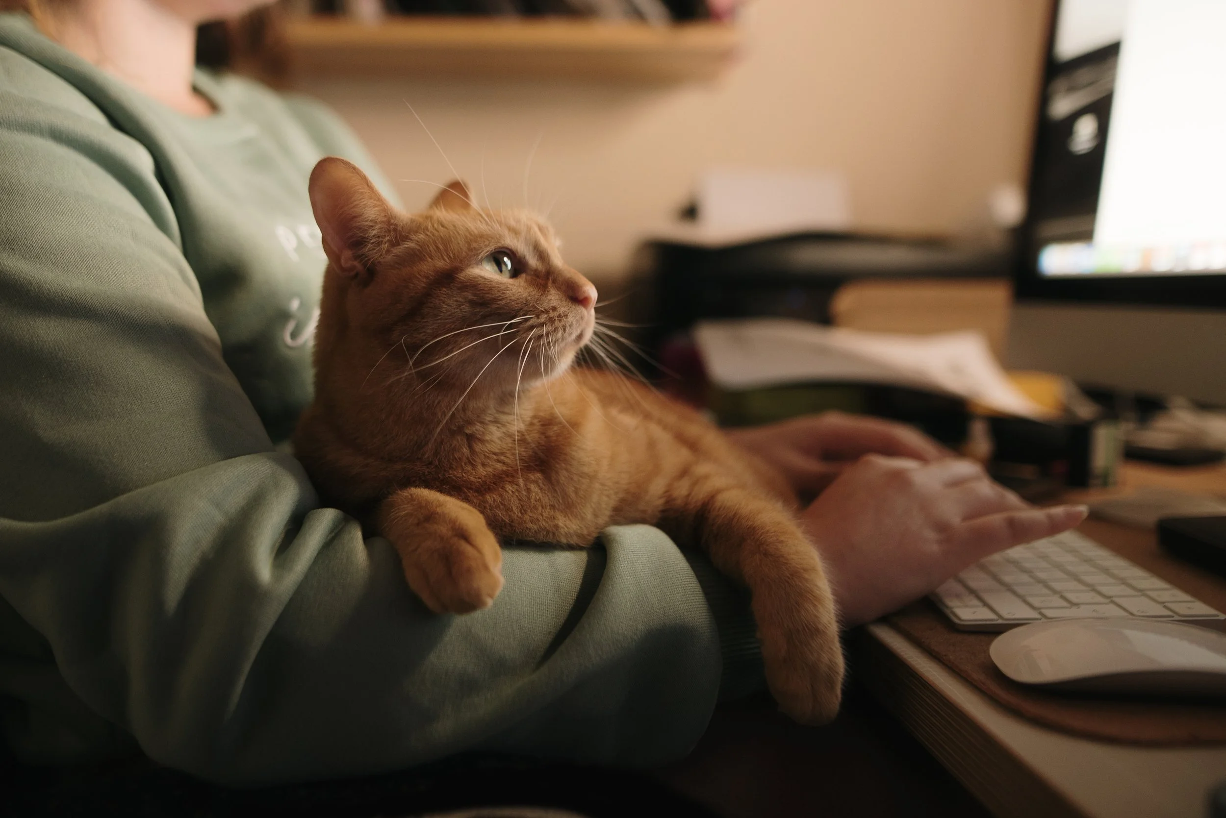 Ein orangefarbener Katze liegt entspannt auf einer Person, die auf einer Tastatur tippt, während sie vor einem Computerbildschirm sitzt.