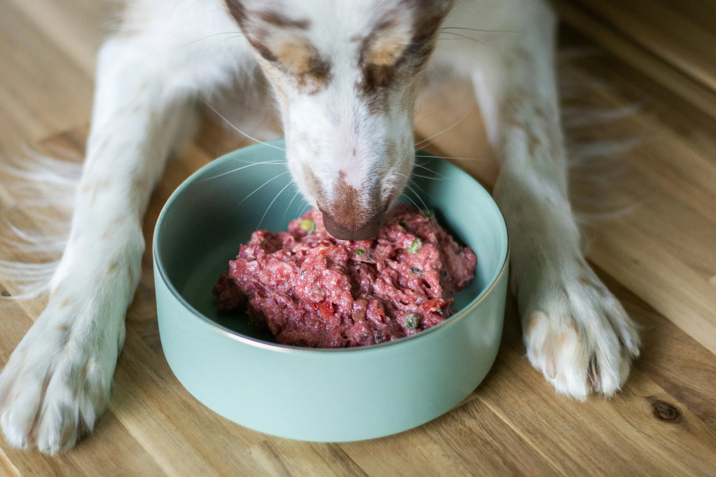 catspert-hund-barf-gewolft.jpg