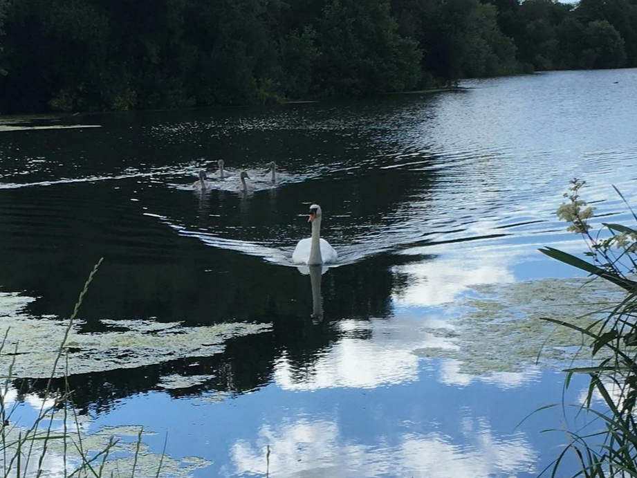 Peaceful Swan with family
