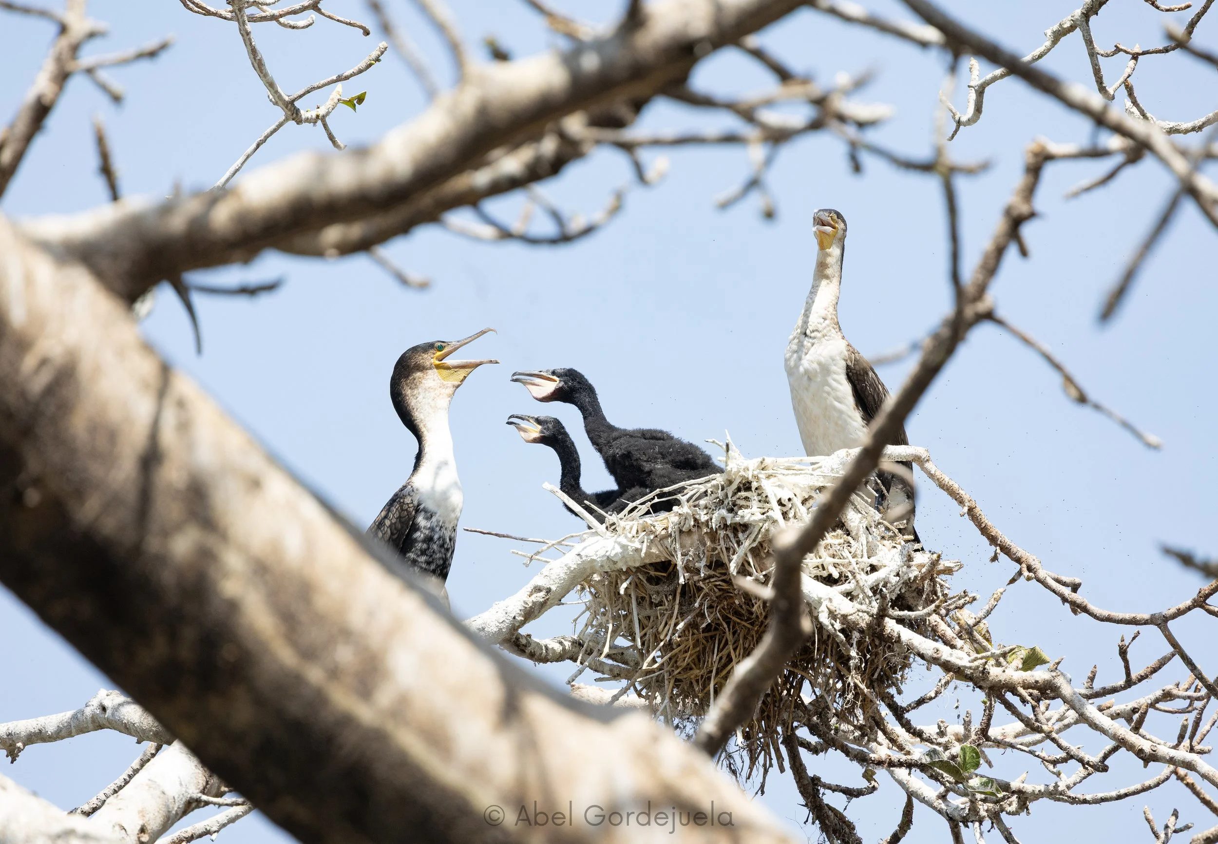 Aves africanas (119).jpg