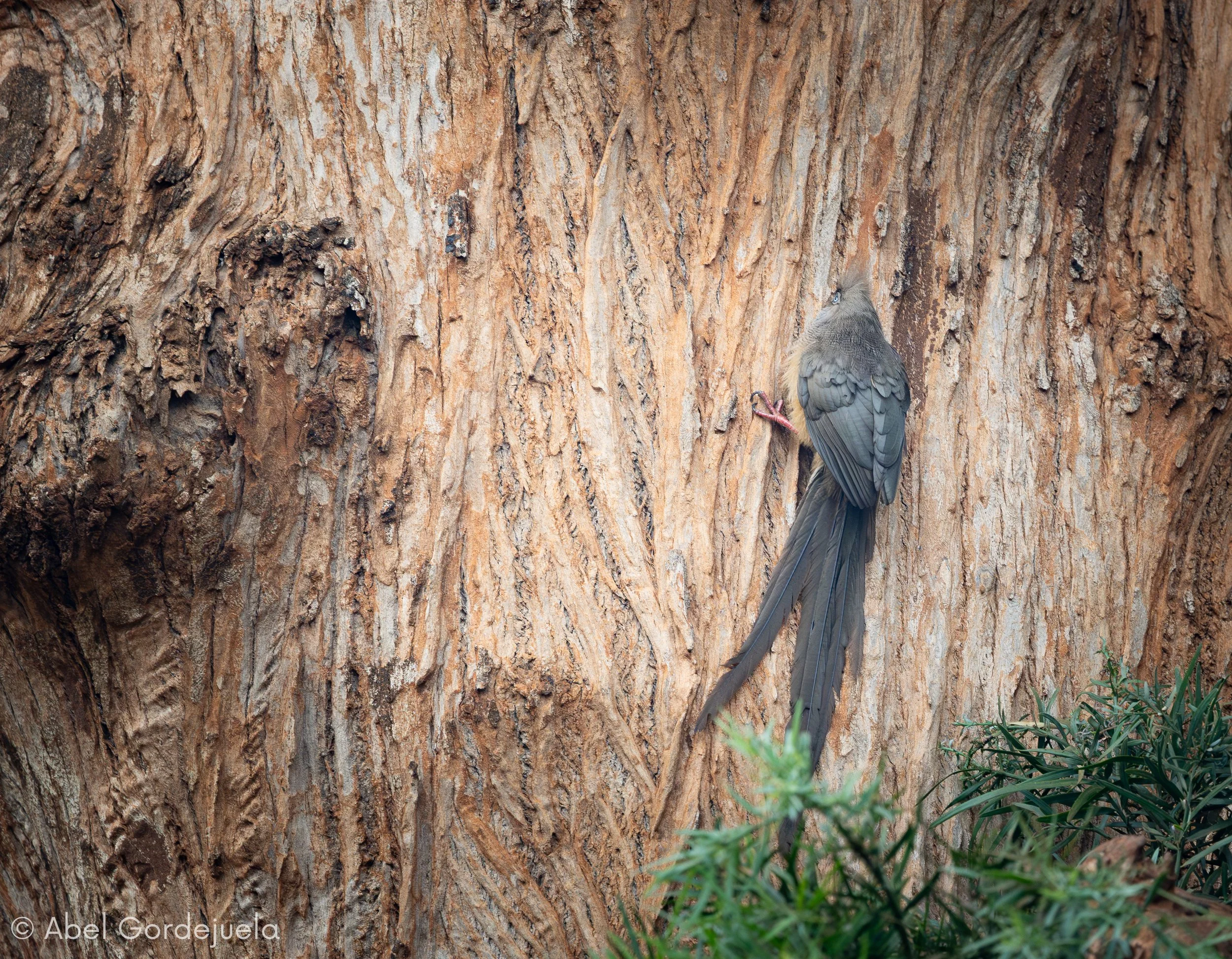 Aves africanas (17).jpg