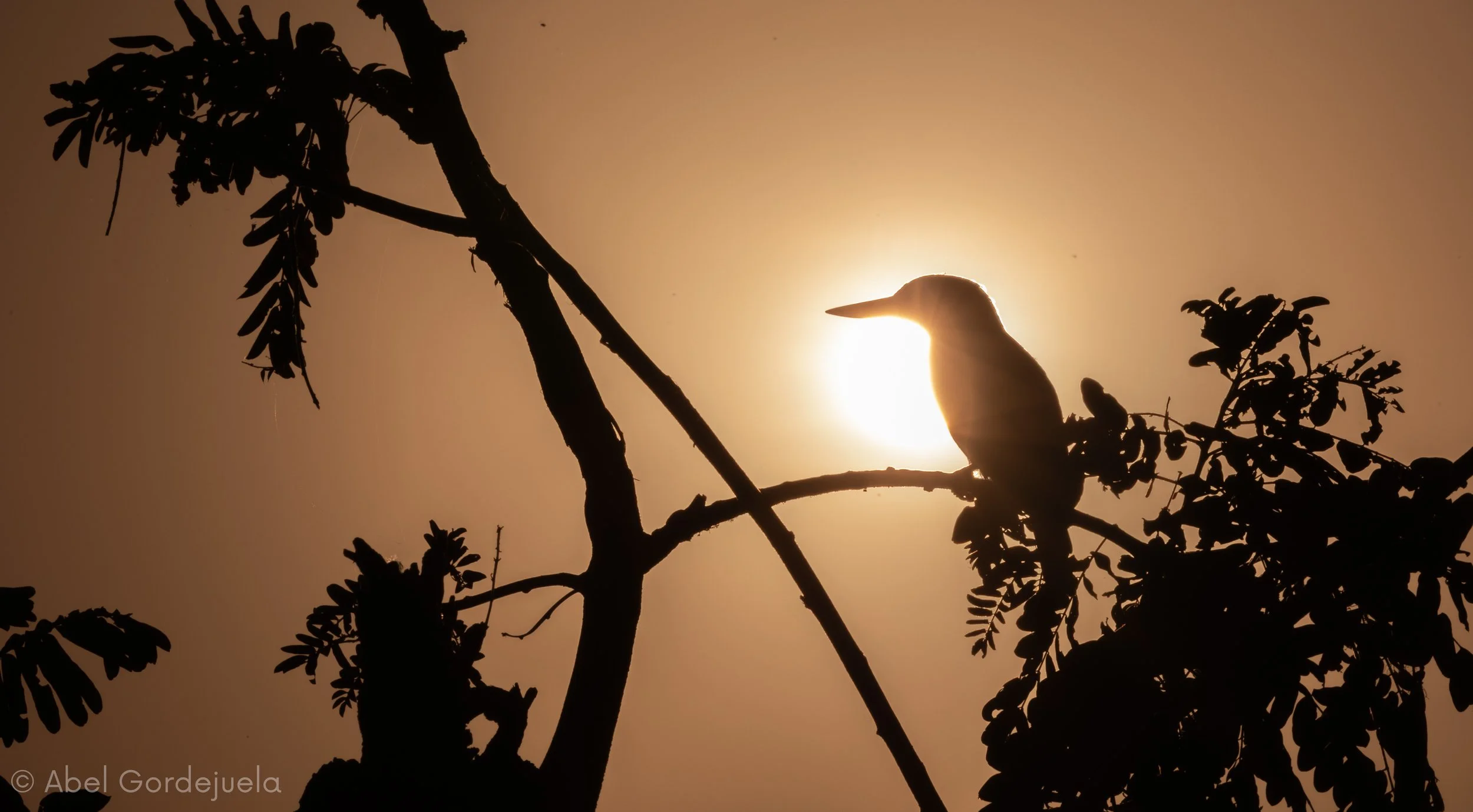 Aves africanas (155).jpg