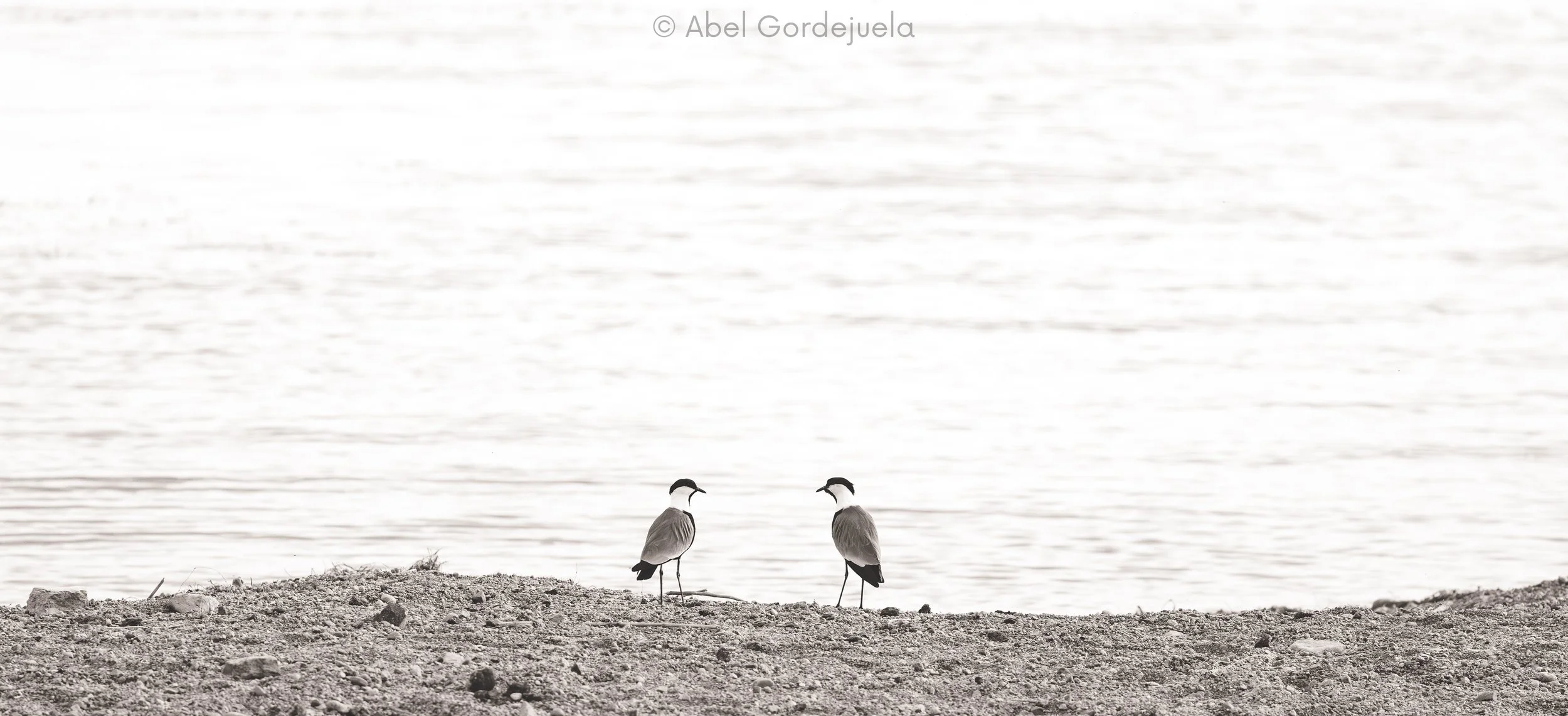 Aves africanas (92).jpg