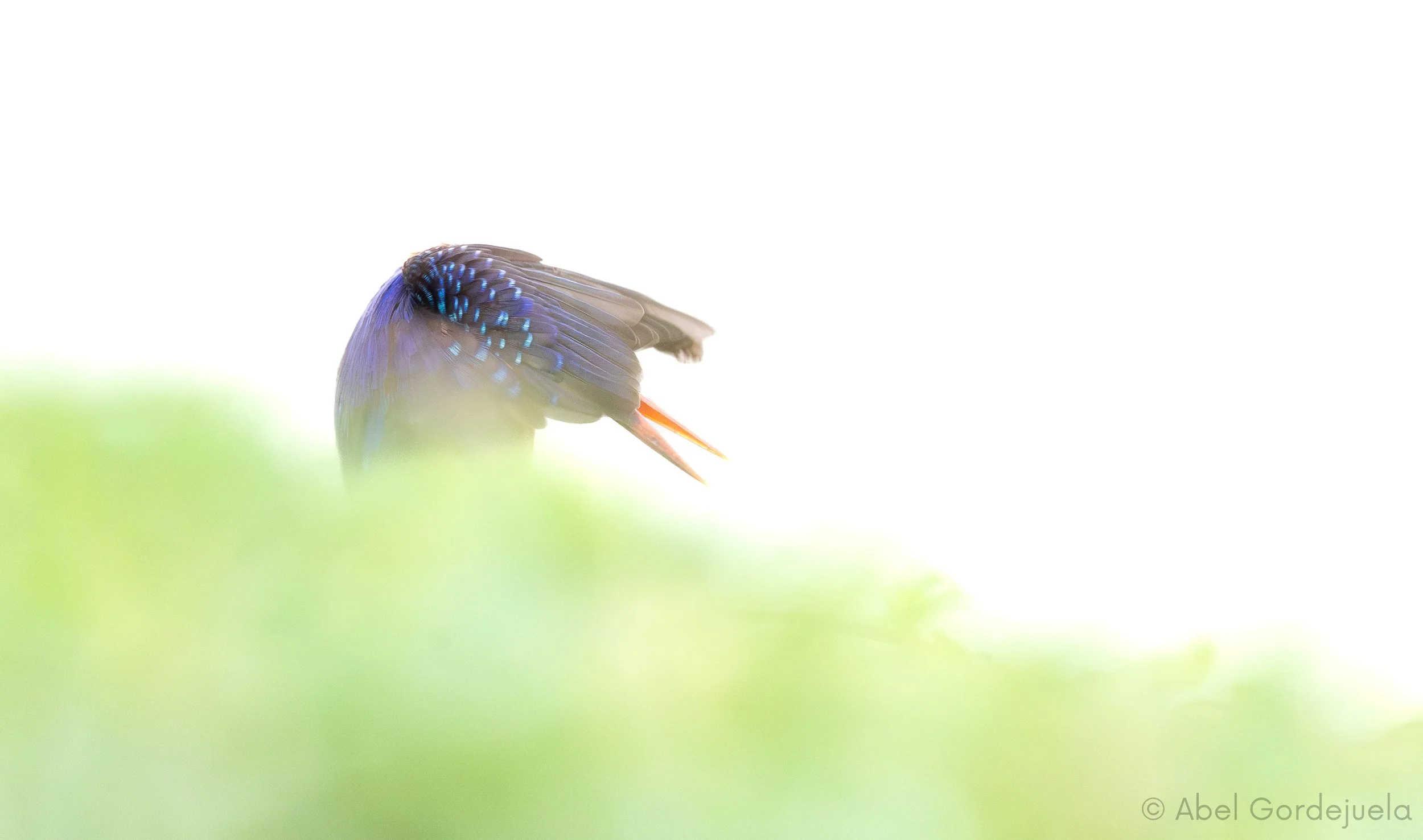 Aves africanas (183).jpg