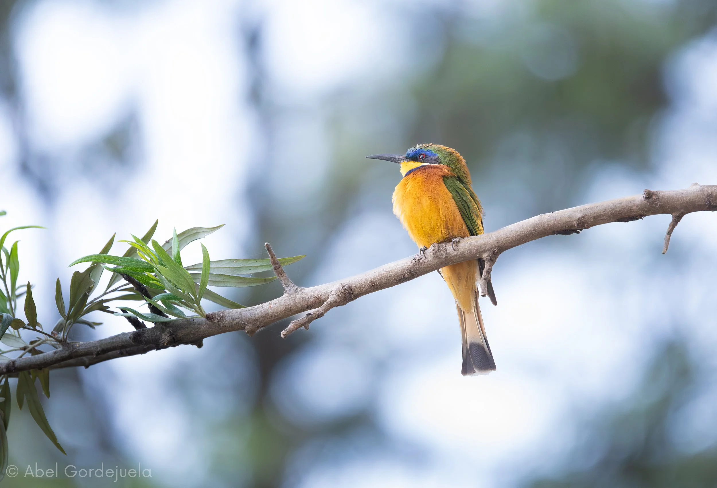 Aves africanas (175).jpg