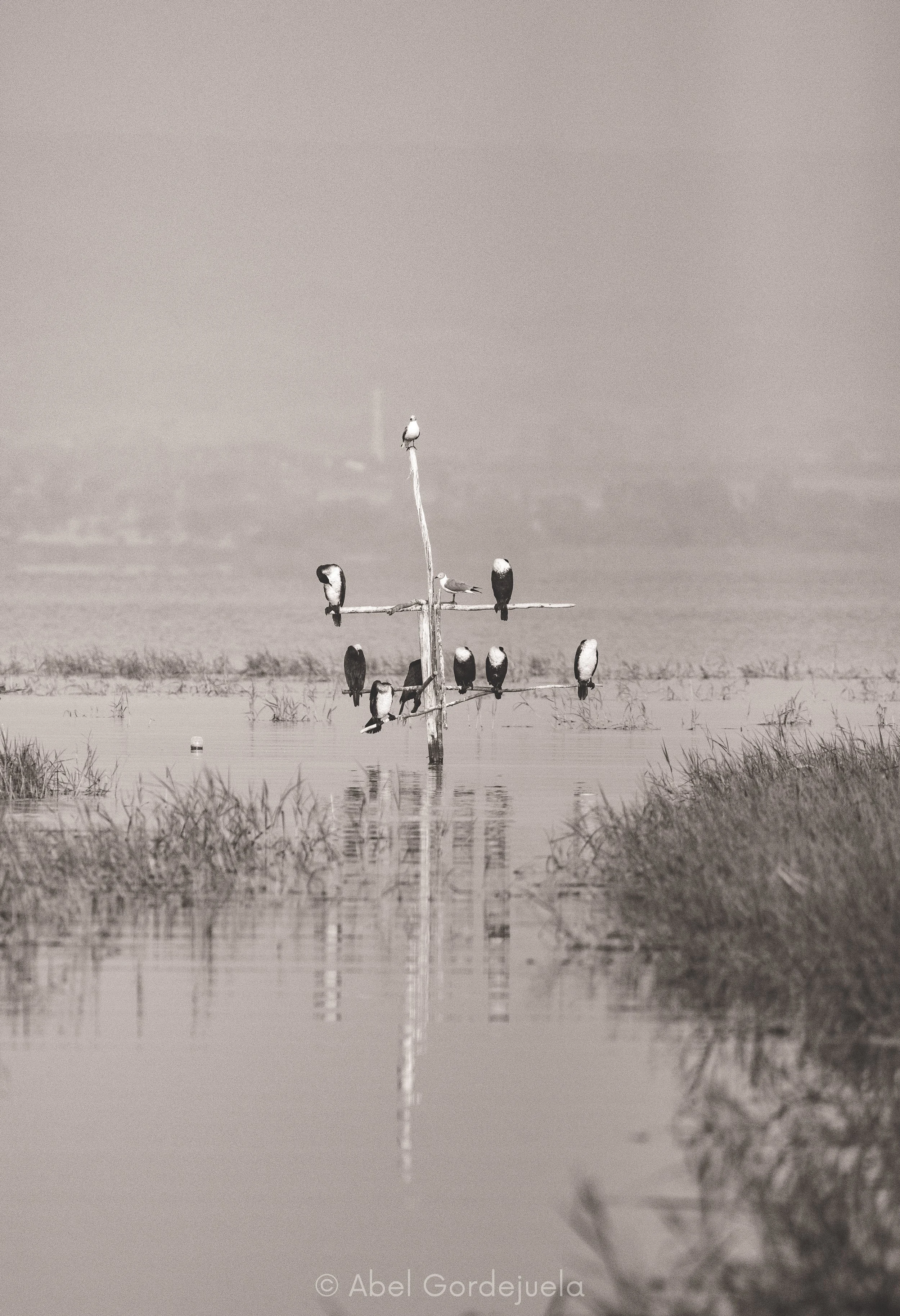 Aves africanas (188).jpg