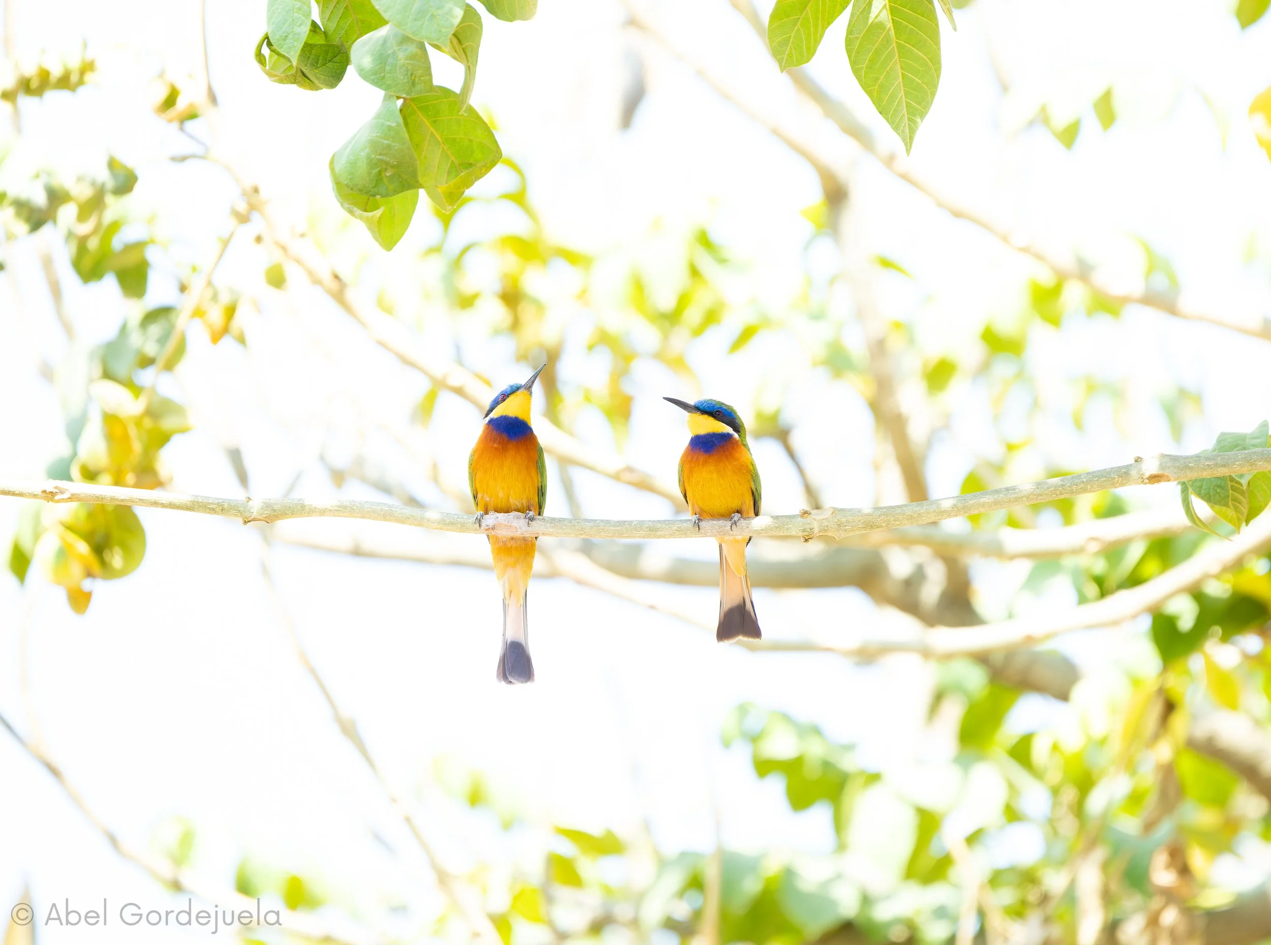 Aves africanas (222).jpg