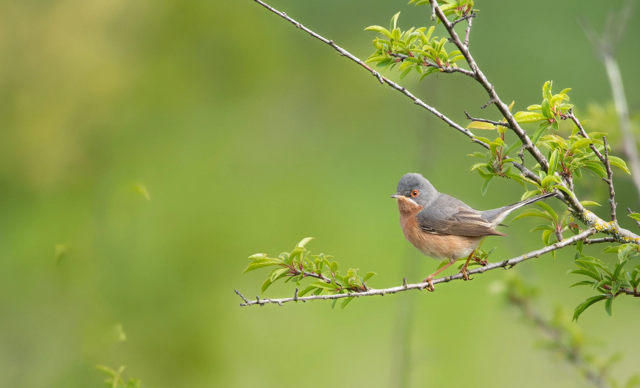 Bi-tono sobre alas, terror de insectos